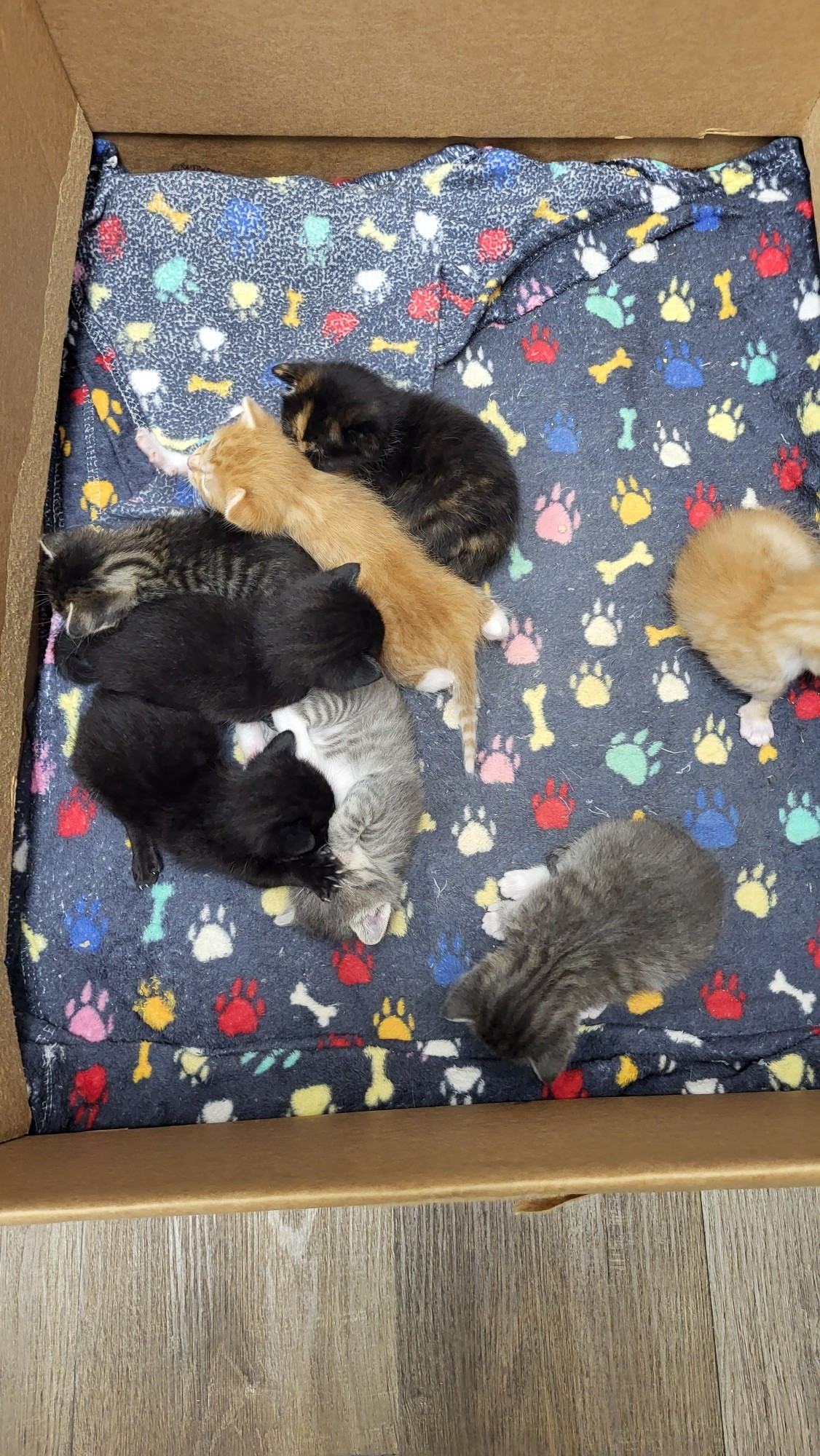 box with a colorful blanket and eight differently colored fluffy kittens snuggling