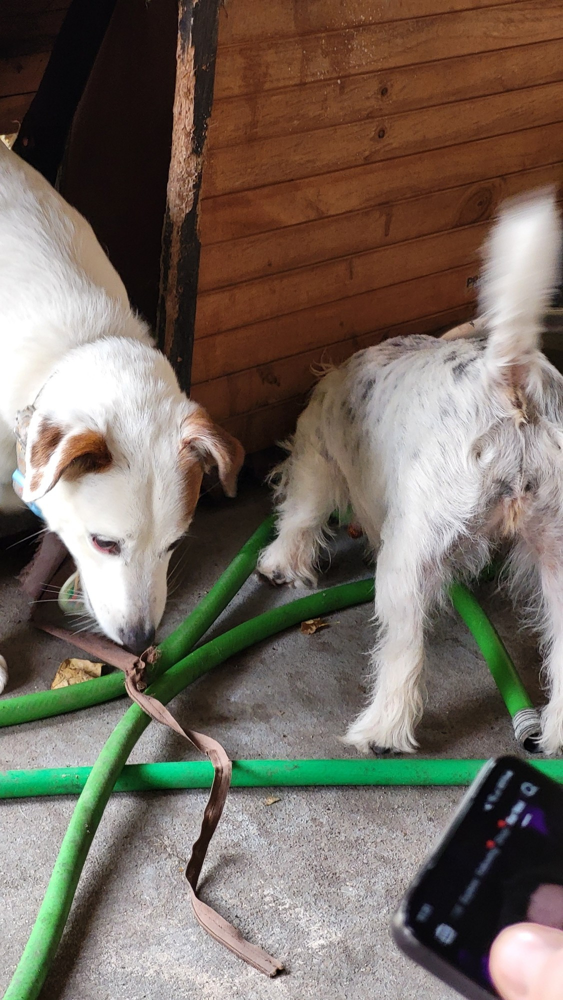 2 Jack Russell terriers destroying their dog house