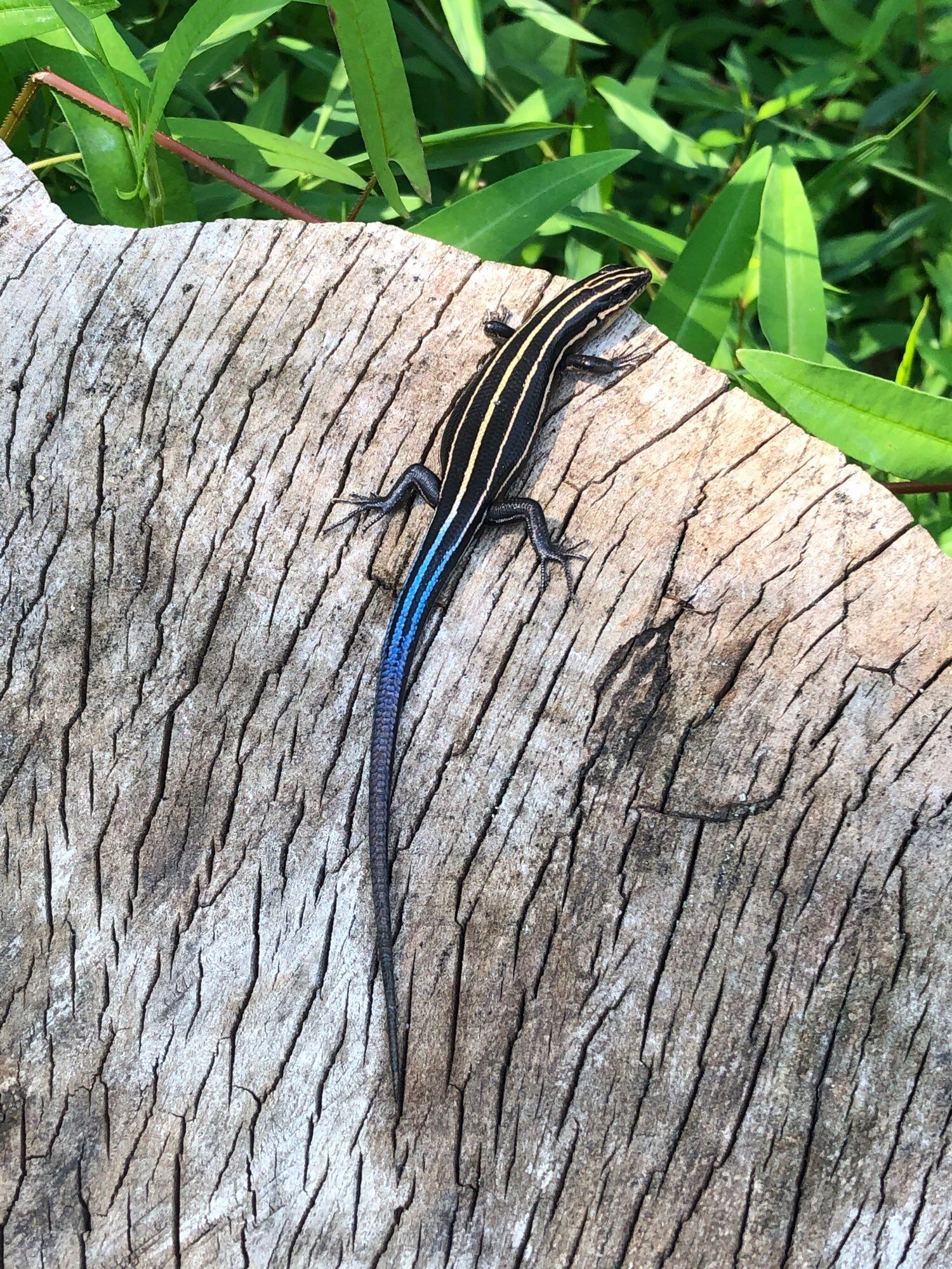 Blue tailed skink, sunning itself on log off walking trail. 