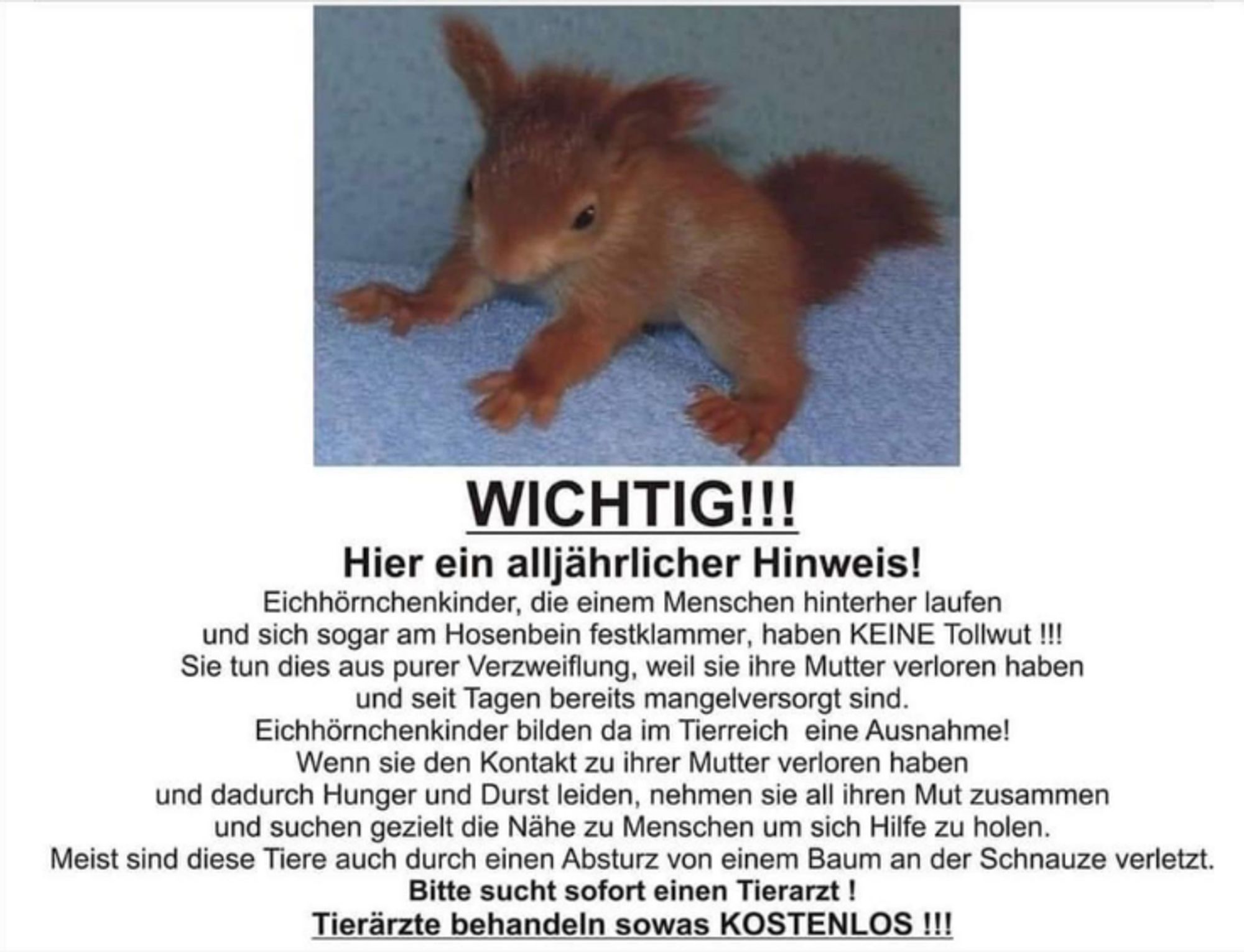 WICHTIG!!!
Hier ein alljährlicher Hinweis!
Eichhörnchenkinder, die einem Menschen hinterher laufen und sich sogar am Hosenbein festklammer, haben KEINE Tollwut!!! Sie tun dies aus purer Verzweiflung, weil sie ihre Mutter verloren haben und seit Tagen bereits mangelversorgt sind.
Eichhörnchenkinder bilden da im Tierreich eine Ausnahme! Wenn sie den Kontakt zu ihrer Mutter verloren haben
und dadurch Hunger und Durst leiden, nehmen sie all ihren Mut zusammen und suchen gezielt die Nähe zu Menschen um sich Hilfe zu holen.
Meist sind diese Tiere auch durch einen Absturz von einem Baum an der Schnauze verletzt. Bitte sucht sofort einen Tierarzt !
Tierärzte behandeln sowas KOSTENLOS !!!