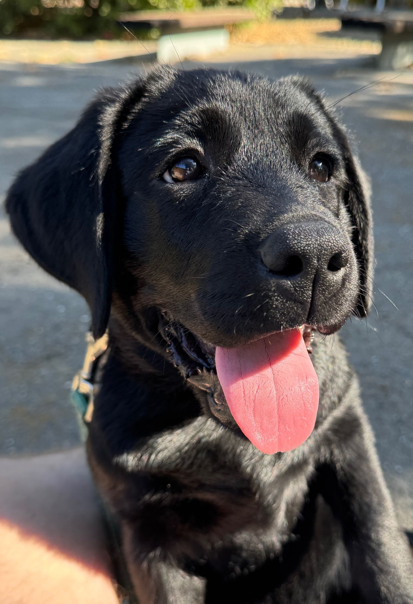 Polly, a black Labrador puppy (now fourteen weeks old) pants and looks just off camera to the viewer’s right