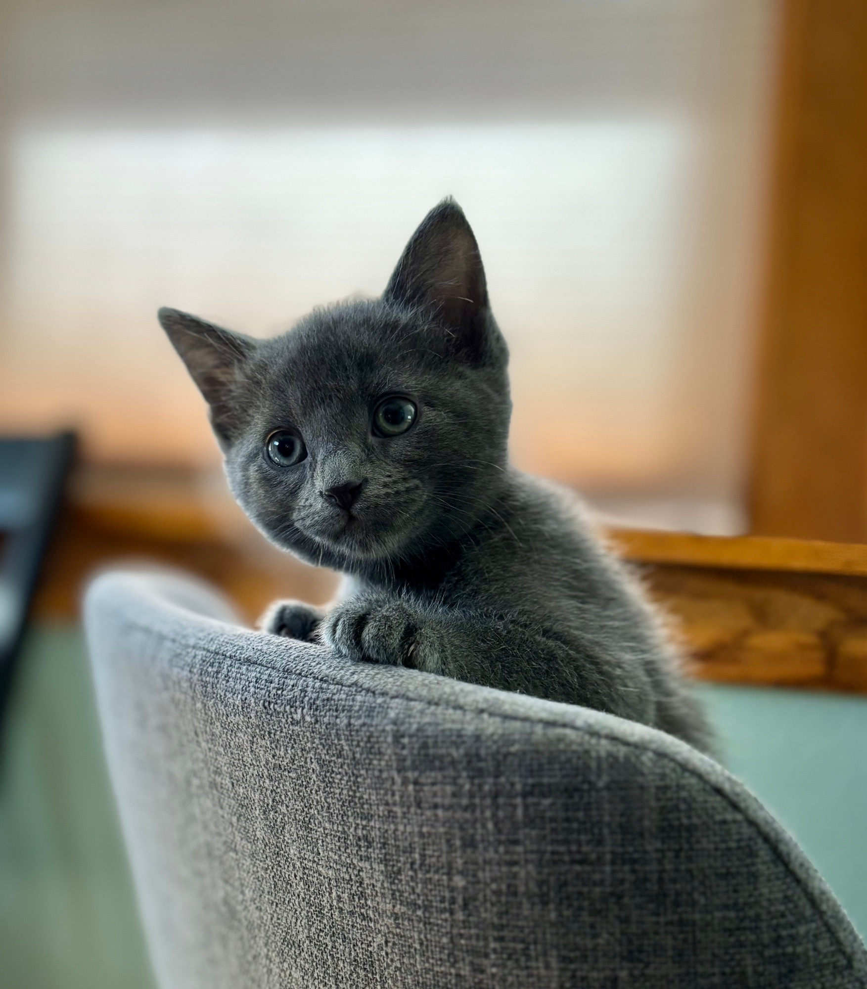 A smol dark grey kitten is looking over the back of a chair. He has a little old man face with a curious almost-human expression. Photo owned by CatCareNetwork.org