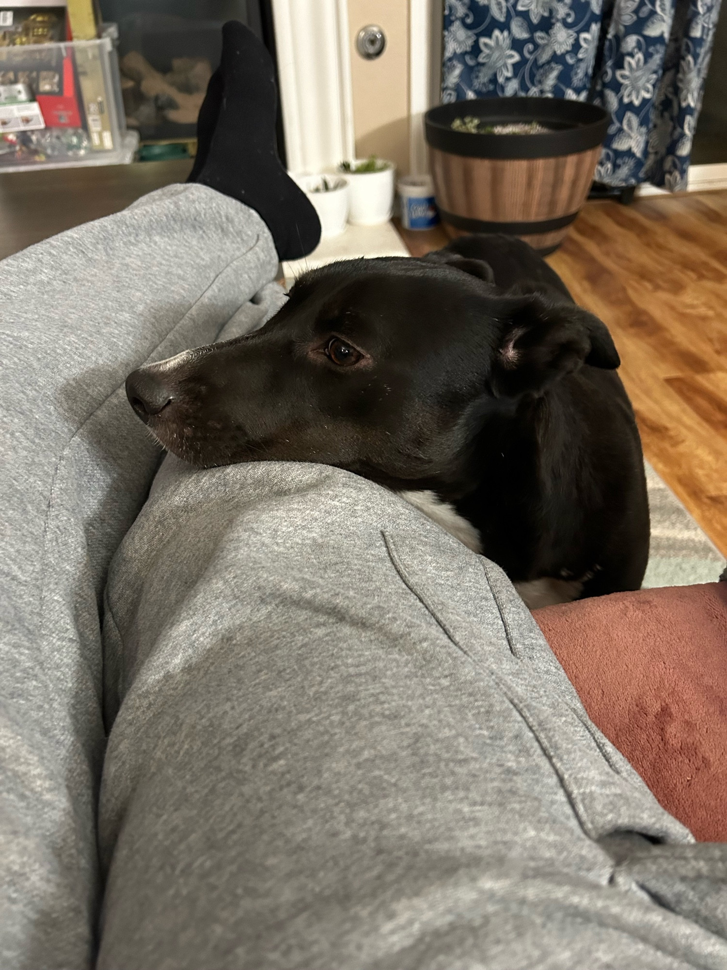 Photo is of a person wearing grey sweatpants resting their feet on a coffee table. Taken from the perspective of the sitting person, there is a small black and white dog resting her head on the right knee of the person taking the photo. 