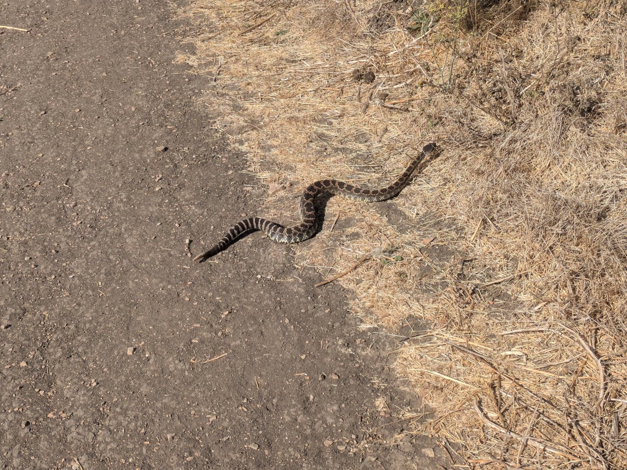 A photograph of a rattlesnake that has nearly finished crossing a dirt trail into some brown grasses. It's on medium alert.