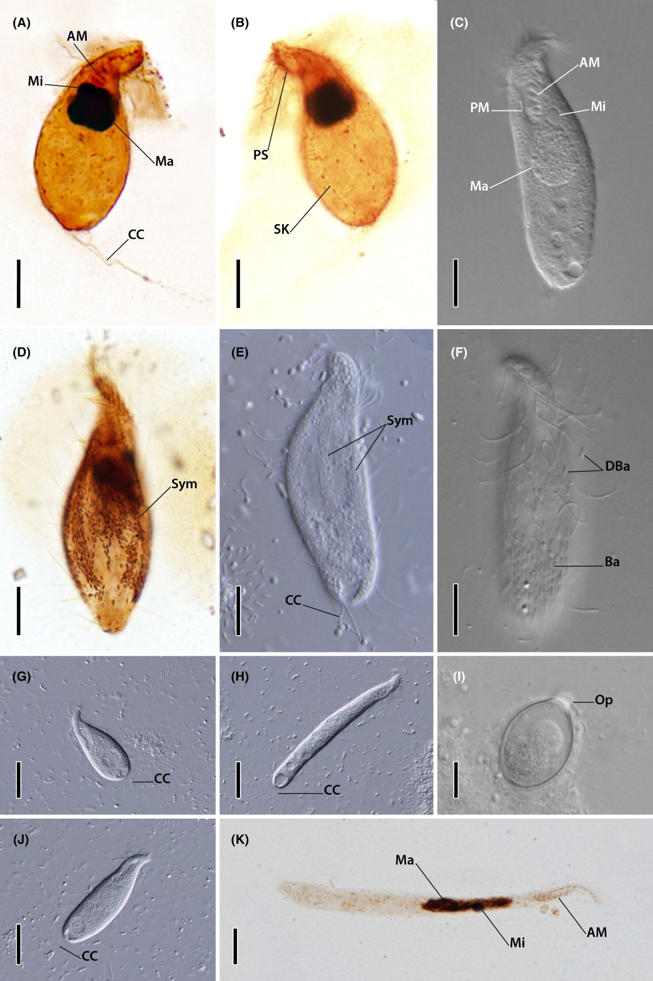 photos of microbial cells