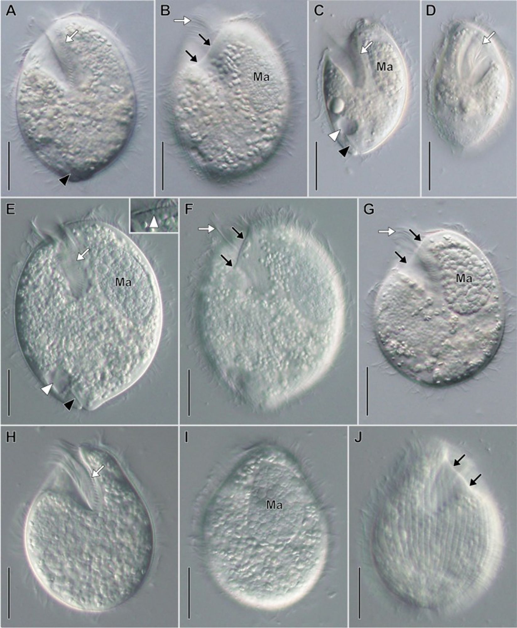 photos of microbial cells