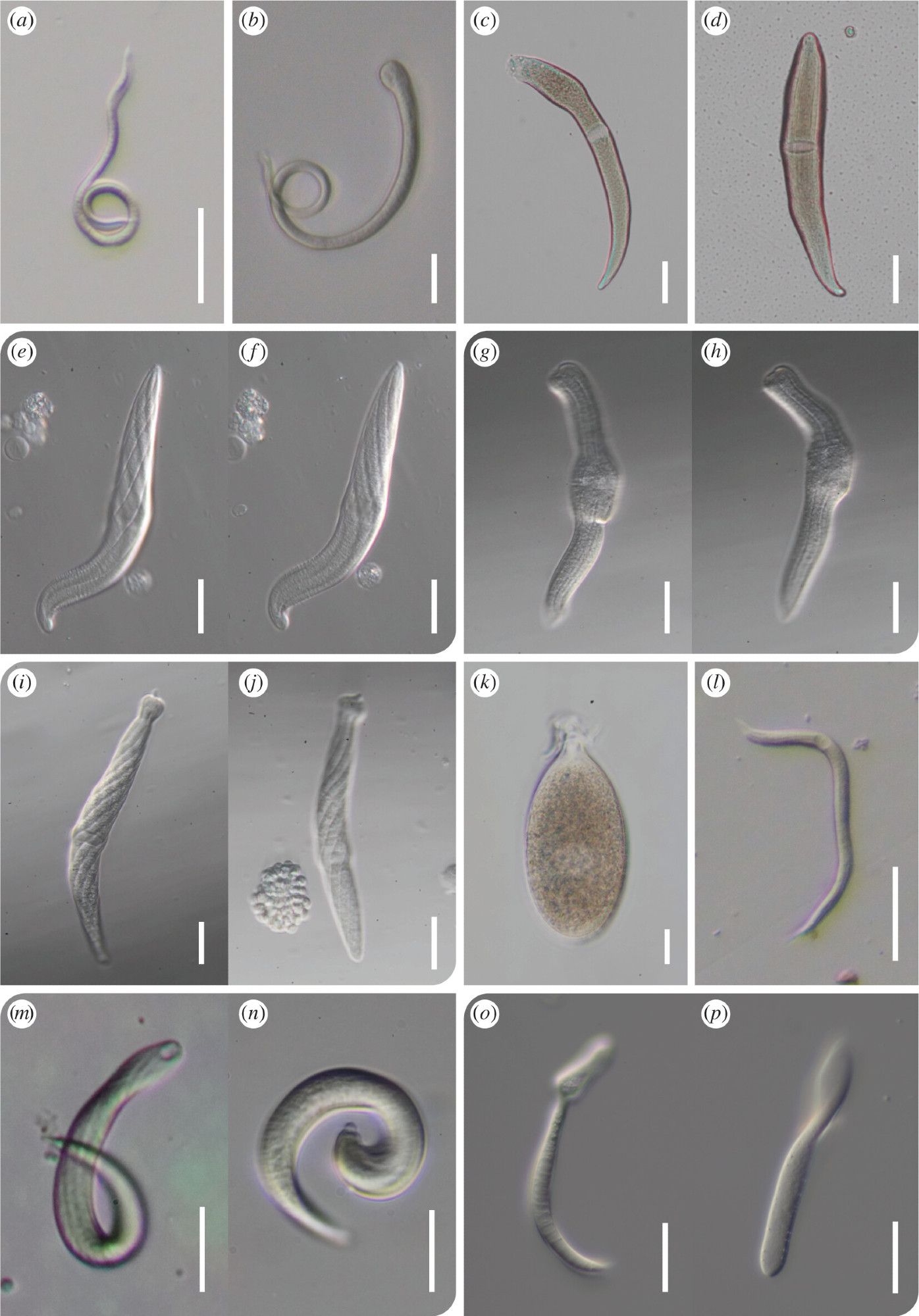 photos of various microbial cells