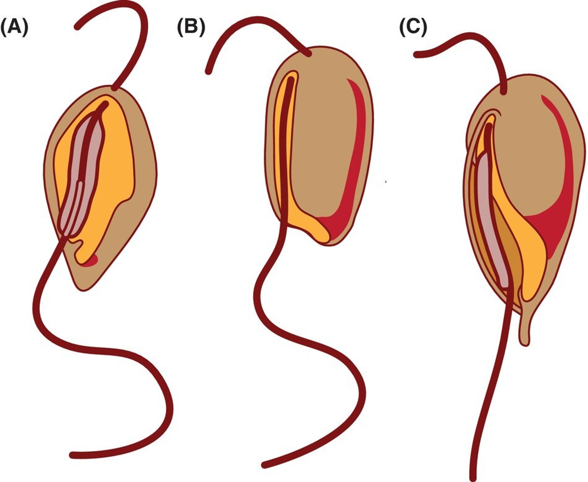 simple drawings of microbial cells