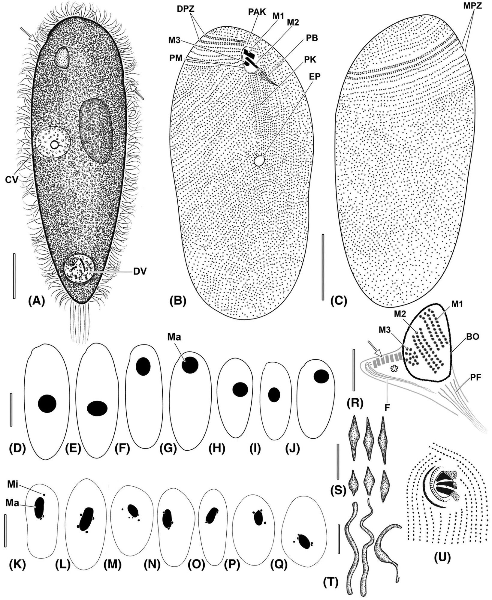 black and white drawings of microbial cells