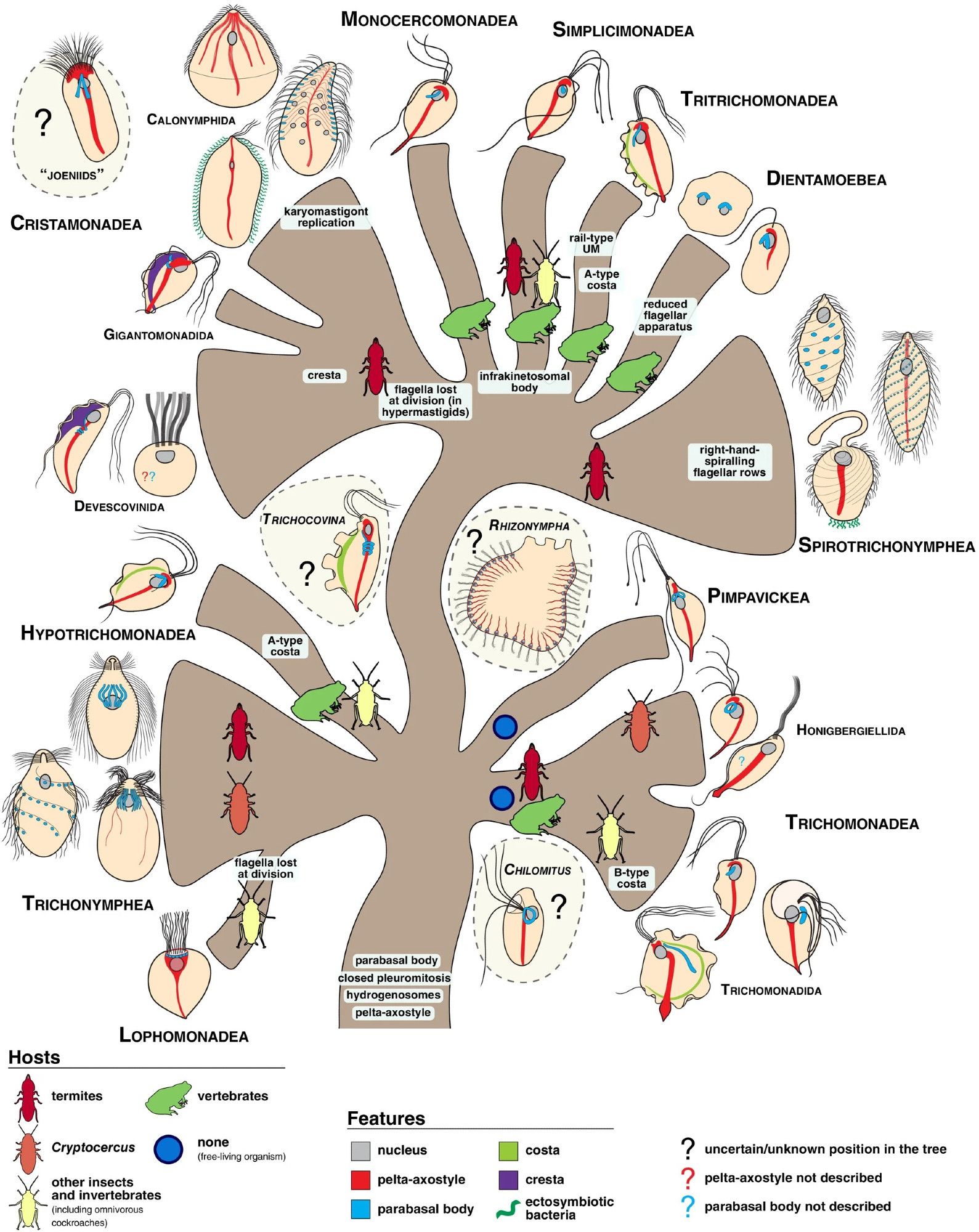 a complicated evolutionary tree of a particular group of microbes