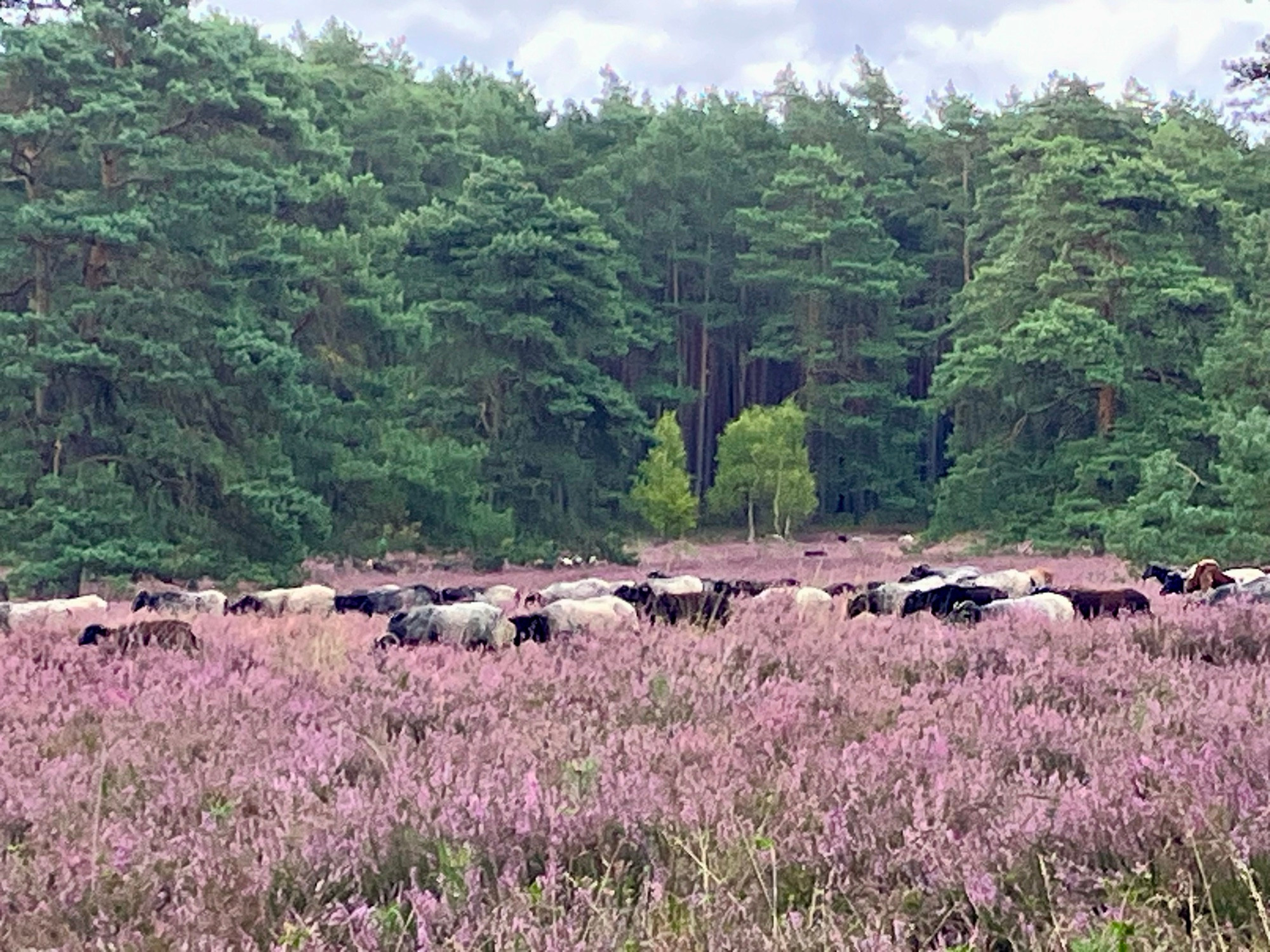 Die rosa bis lila blühende Heide. Im Hintergrund Wald. In der Heide wandern Heidschnucken und Ziegen von rechts nach links. Der Himmel ist bewölkt.