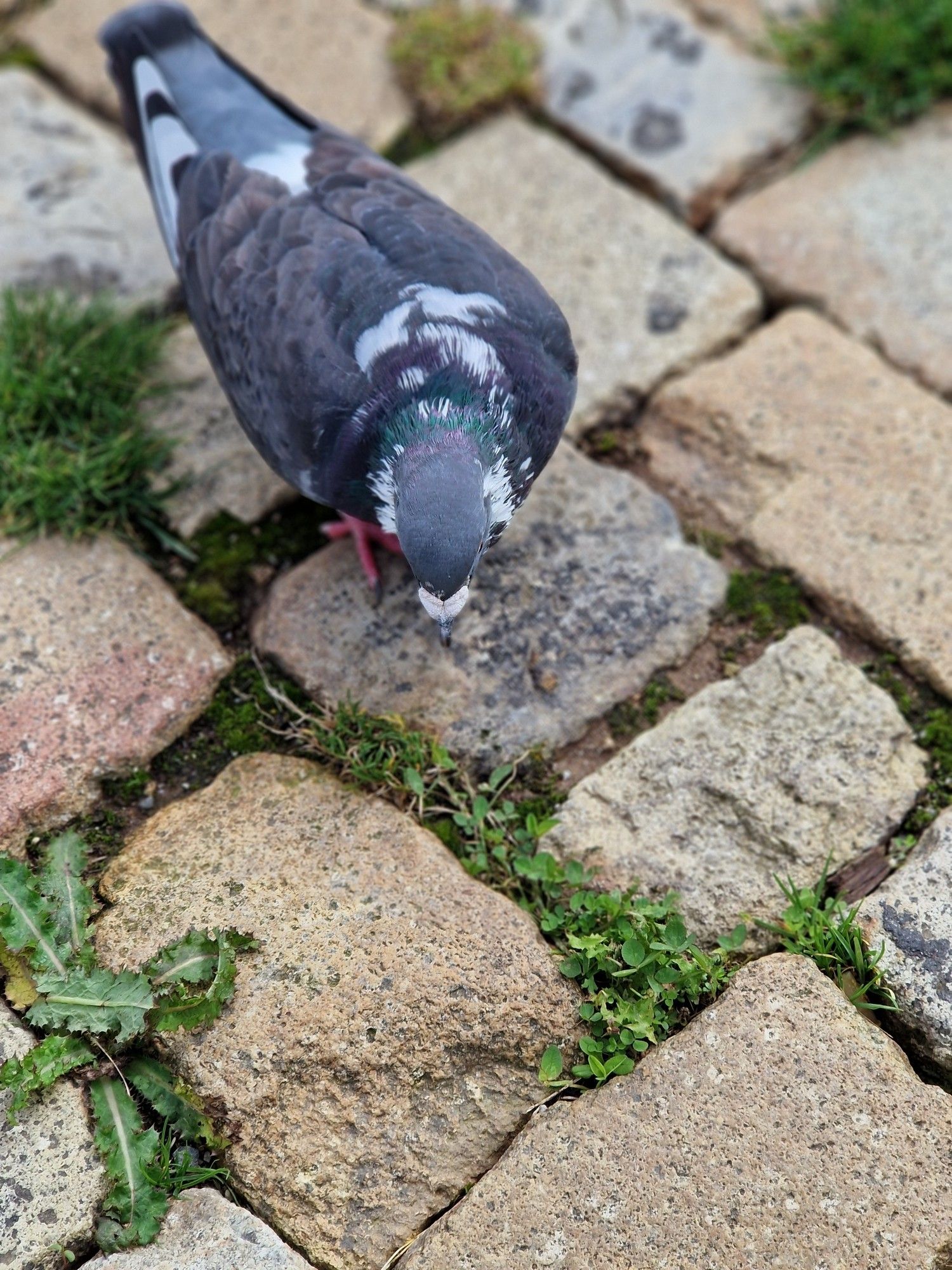 Pigeon gris foncé picorant sur les pavés