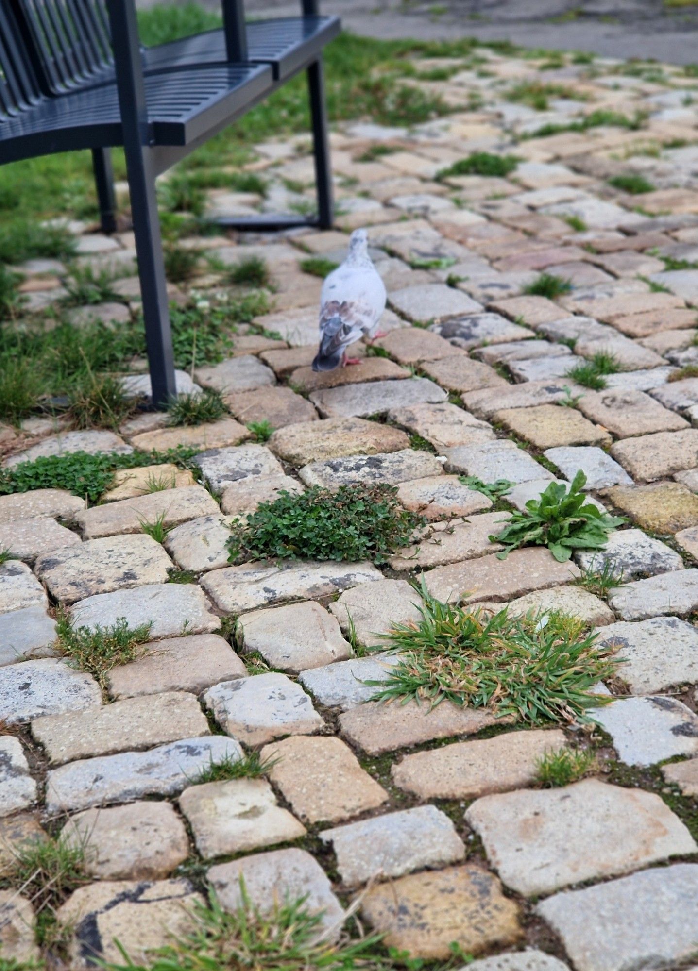 Pigeon blanc sur les pavés,  devant les bancs du parc