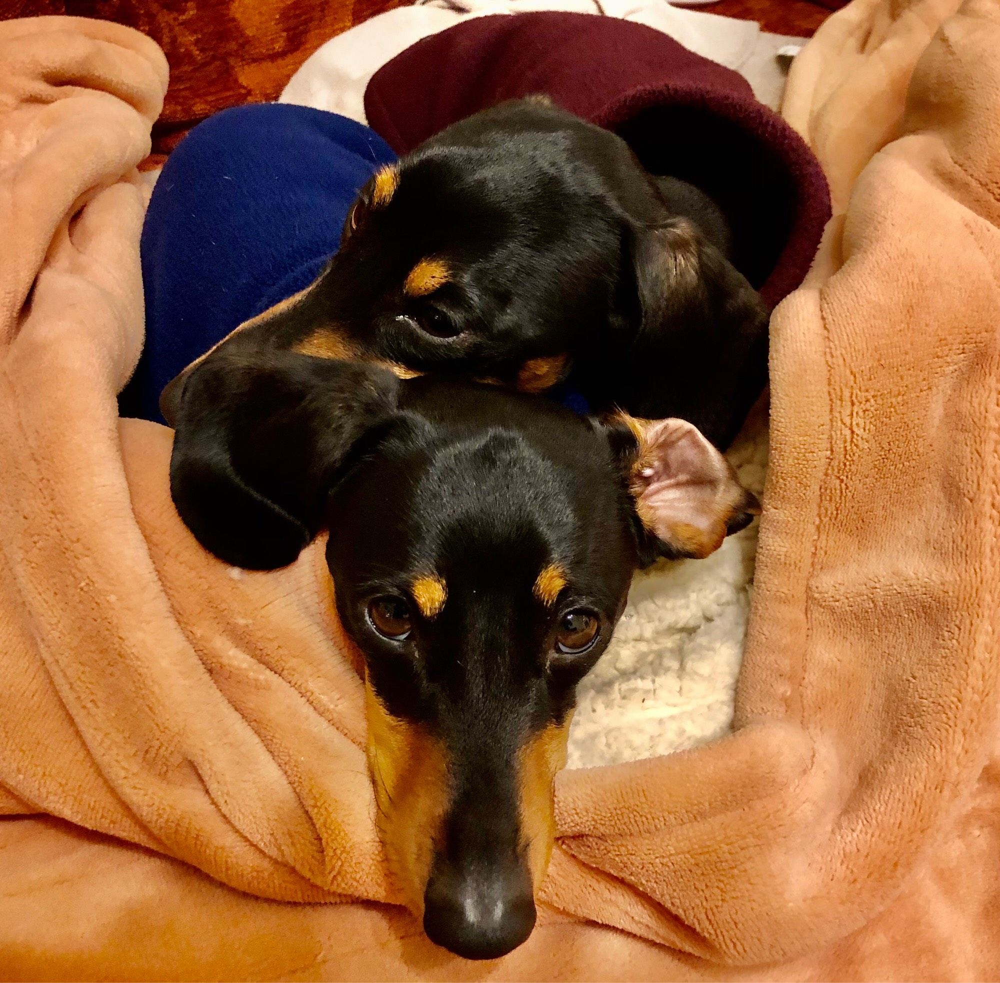 Close up of two short haired black and tan mini dachshunds faces. Front is resting his nose on a fleece blanket, looking straight ahead with his left ear inside out. Rear’s head is tilted away from the camera and resting on front’s head. Both look sad.