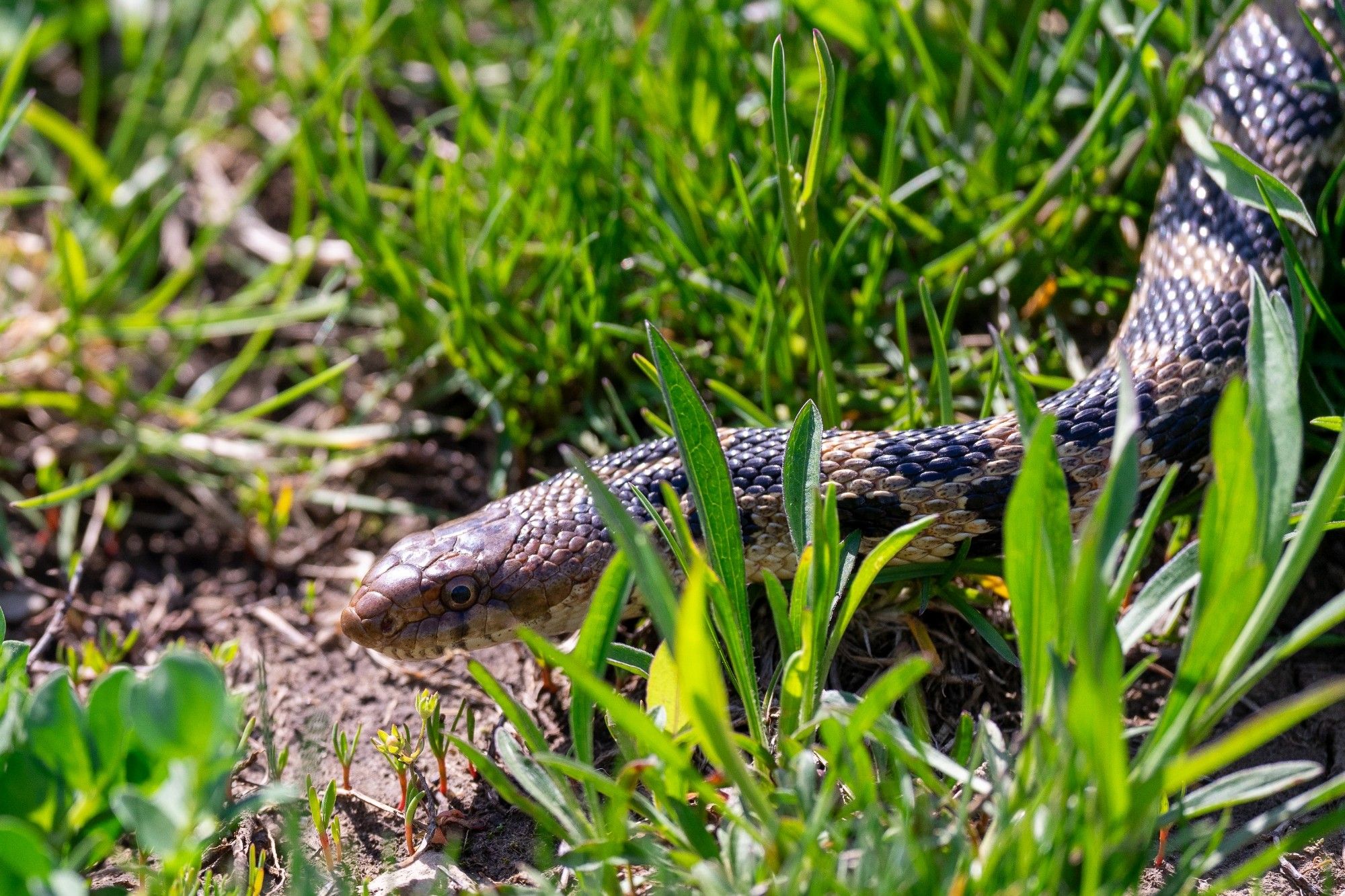 Western Foxsnake, side view, in grass but with its face in a clearing.