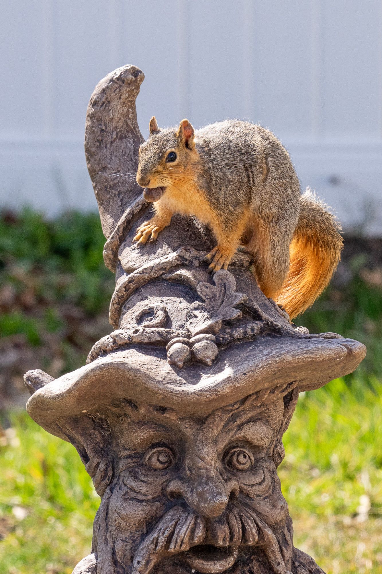 A squirrel standing on the hat of a concrete garden gnome. The squirrel has an acorn in its mouth, and the gnome is looking up at the squirrel.