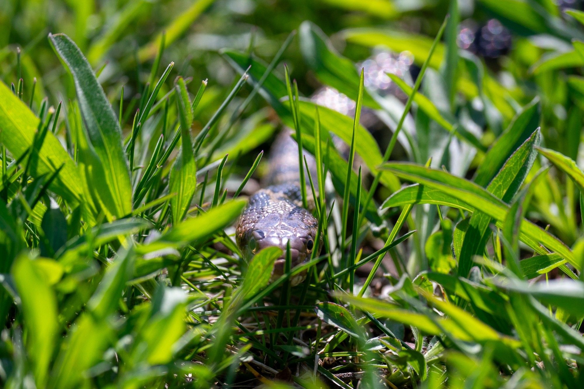 Western Fox snake that appears to be moving directly towards the camera.