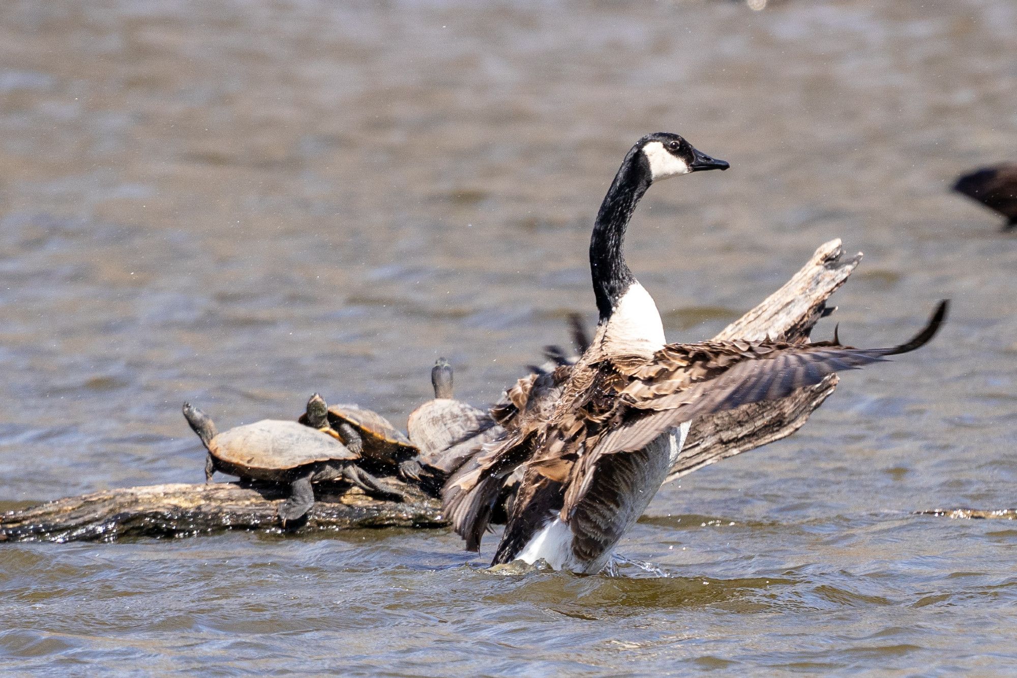 A Canada Goose fluttering in the water in front of several Map Turtles