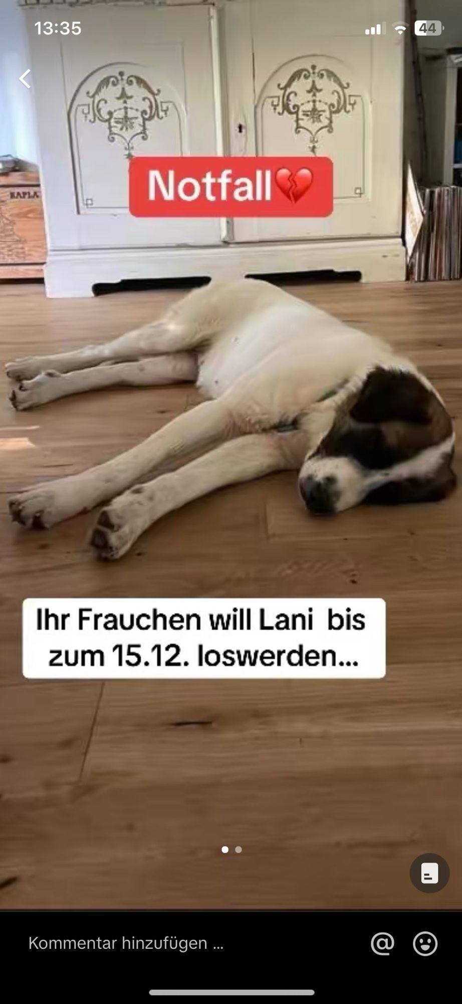 Notfall
Hund am Boden liegend
Hund weiss, im Gesicht braune Zeichnung
Hund wirkt gross
Text:
Ihr Frauchen will Lani bis zum 15.12. loswerden