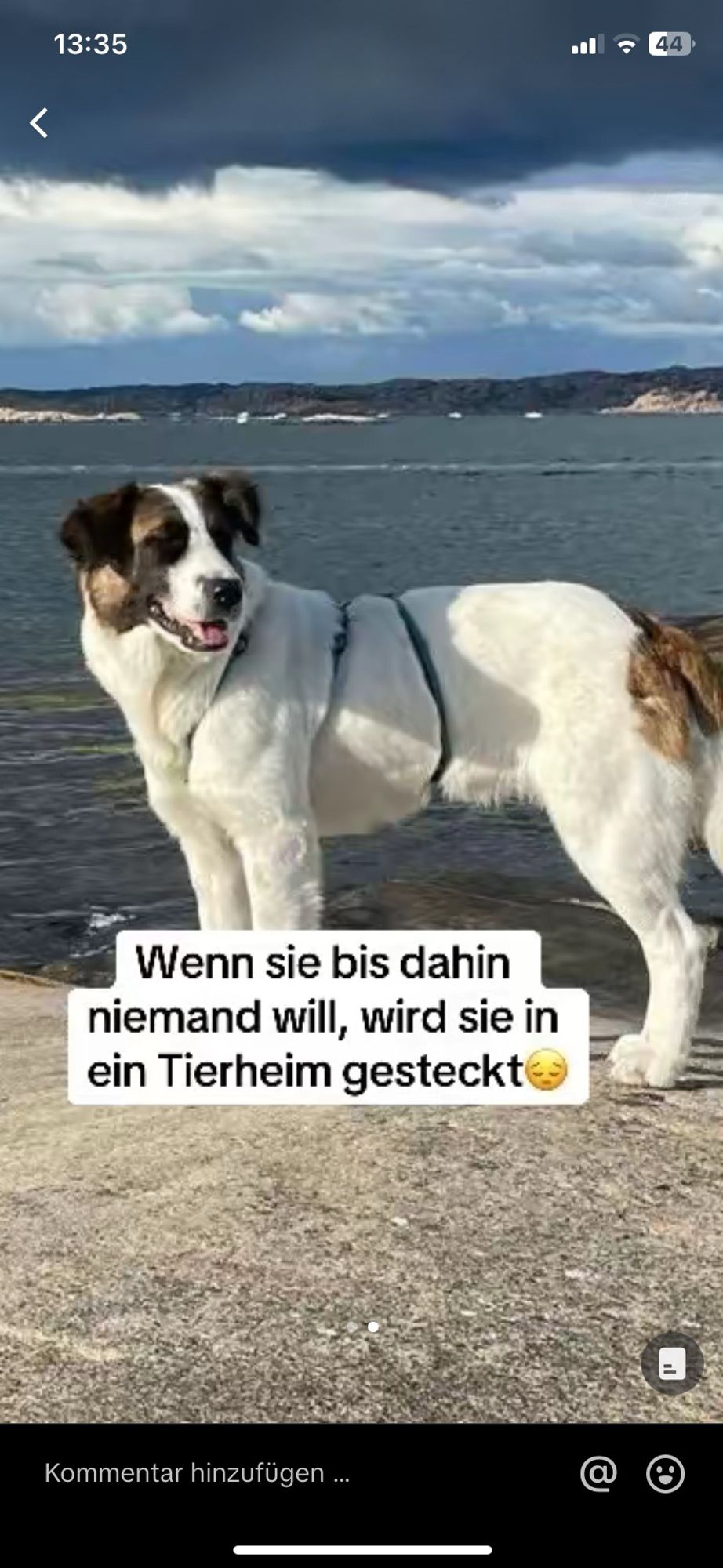 Hund, Lani, stehend, weiss, Farbflecken am Hintern und im Gesicht in Braunschwarz

Text:
Wenn sie bis dahin niemand will, wird sie in ein Tierheim gesteckt