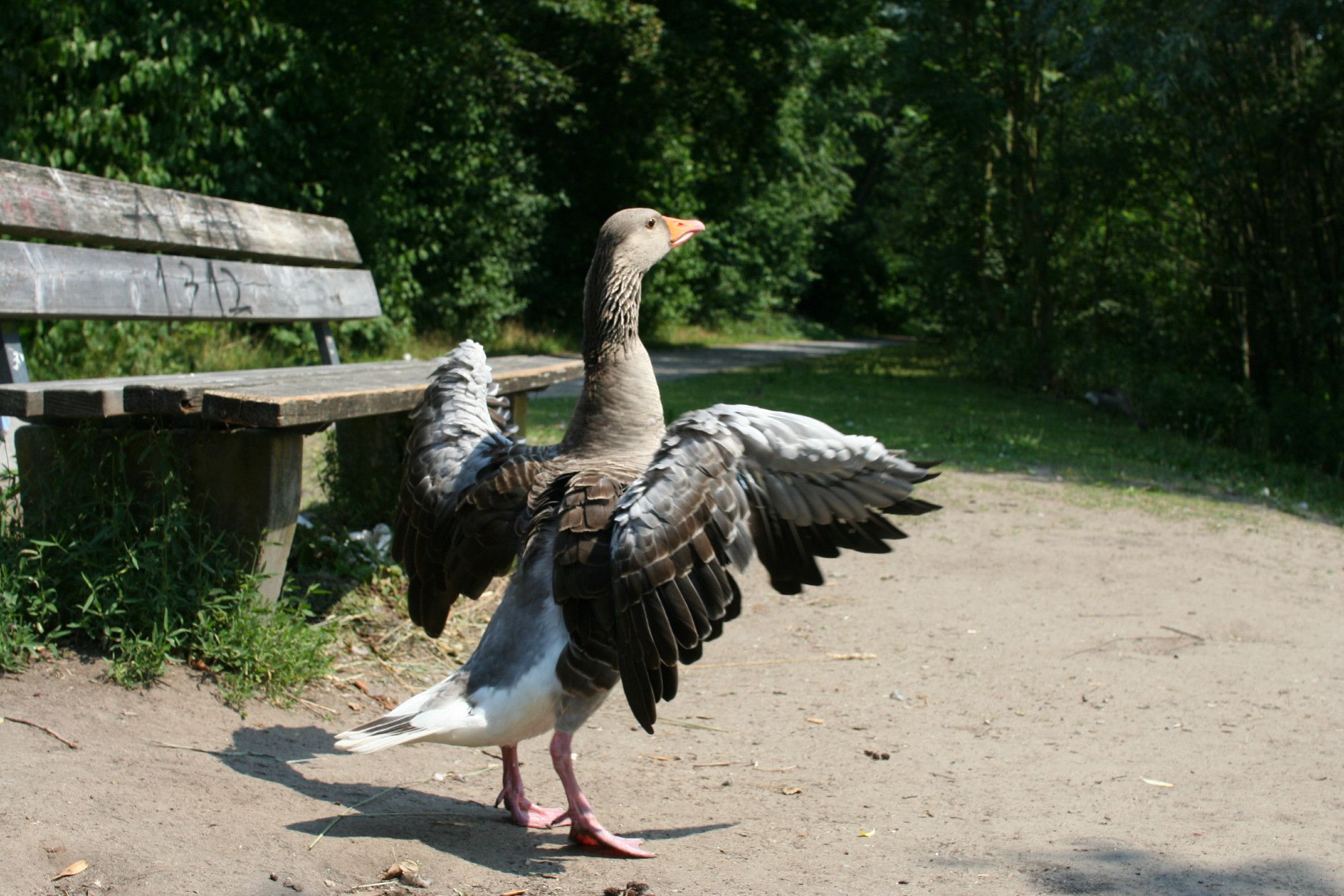 Eine Gans vor einer Parkbank auf Sandboden breitet ihre Flügel aus und steht auf den Fußspitzen.