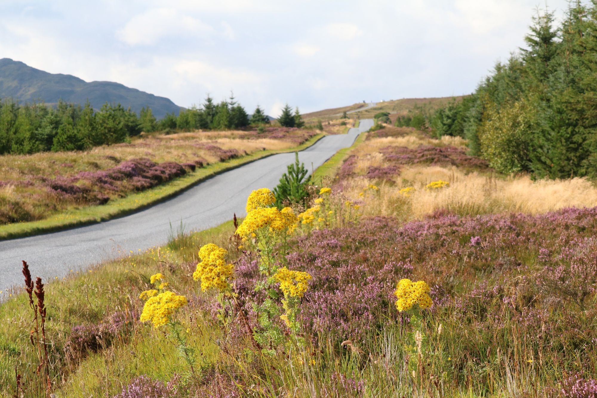 Eine schmale Strasse ohne Markierungen, welche sich in leichten auf-und- ab und am Horrizont in Kurven durch das schottische Hochland zieht. nrbrn der Strasse Heidelandschaft, einige wenige Bäume und im Vordergrund gelbe Blüten.