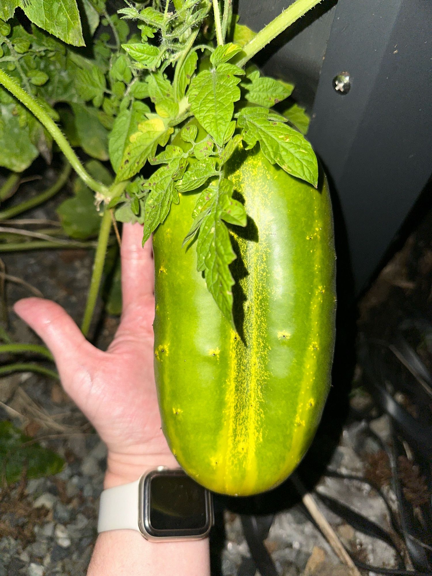 Photo of a pickling cucumber. My hand is behind it for reference - it’s about three inches longer than my hand and is probably 3 inches wide.