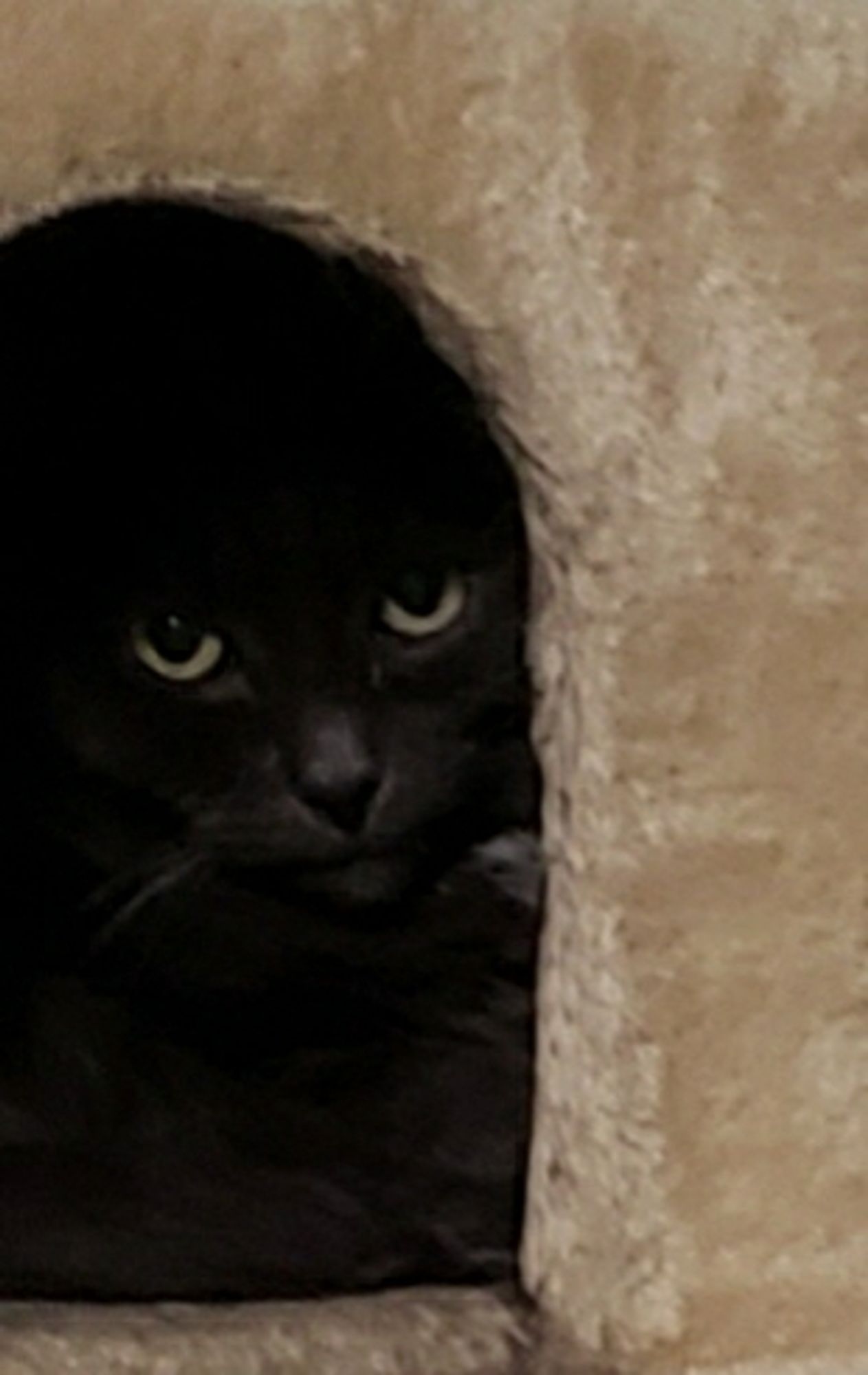 A dark grey cat inside the cubby of a light tea colored cat tower, looking at the camera with extreme disdain