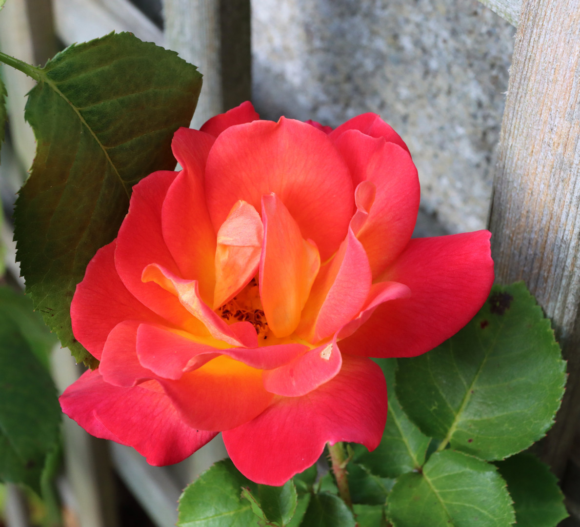 Variegated yellow/orange/red rose on trellis