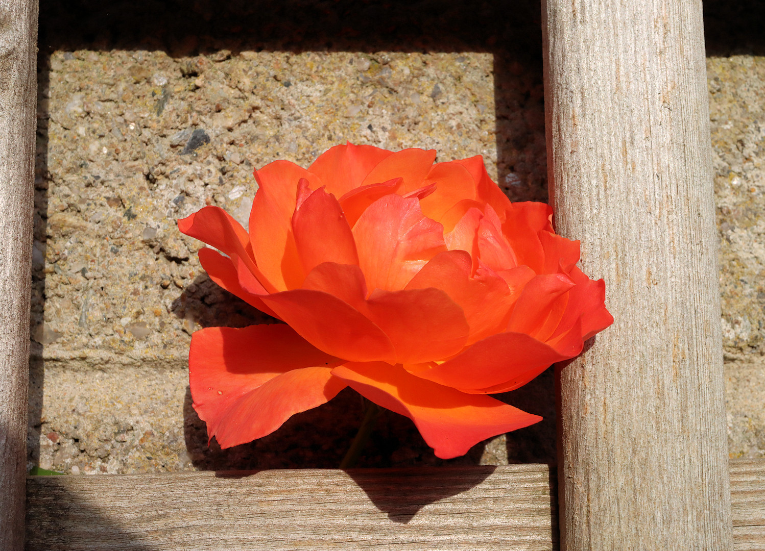 Orange rose and trellis in bright sunlight