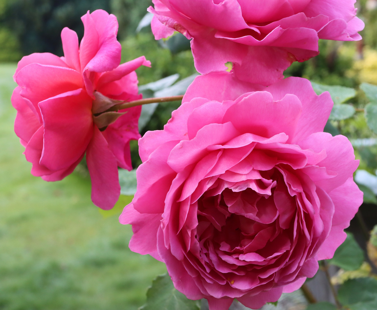 Pink roses