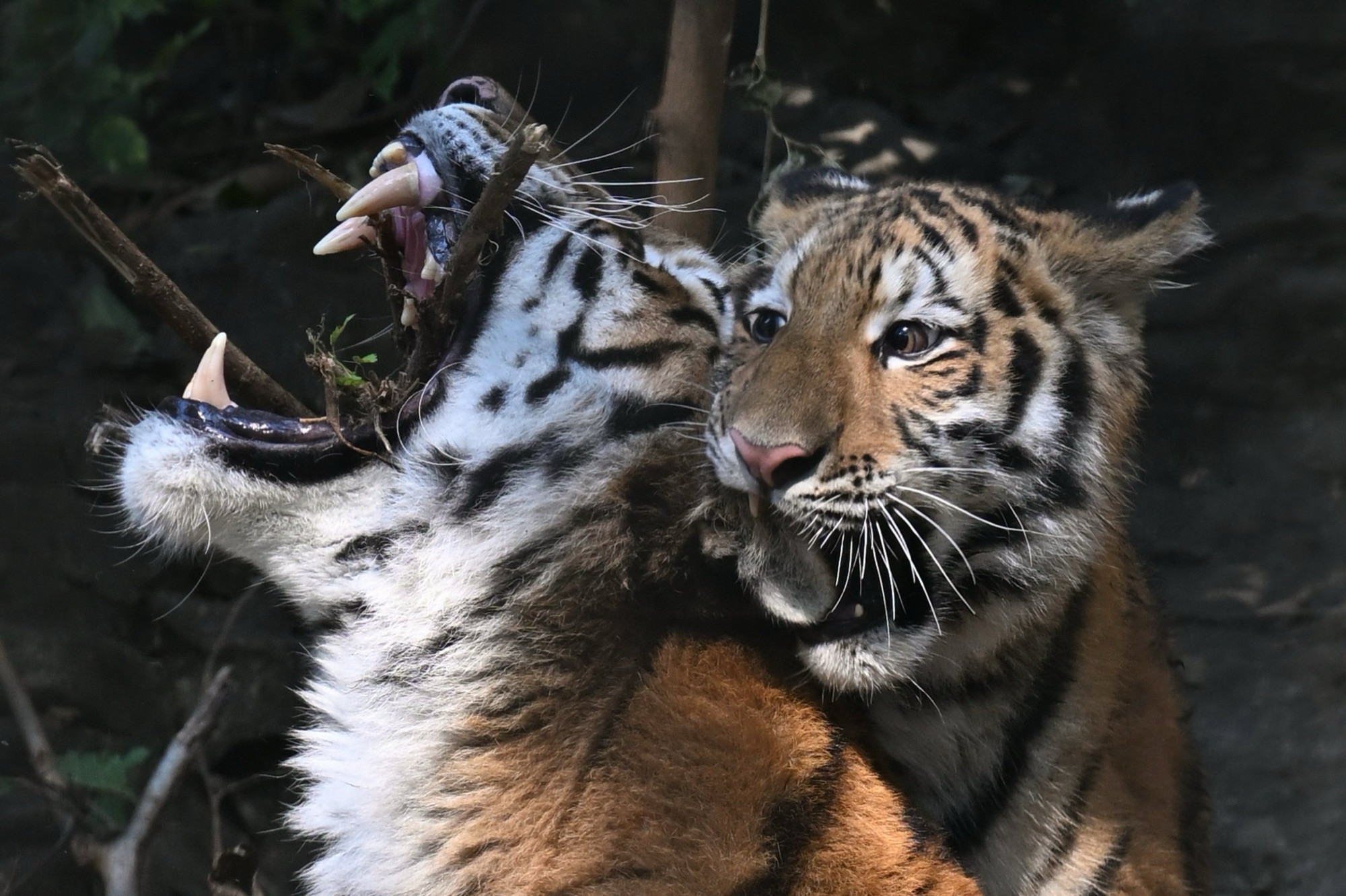 baby tiger biting adult tigers ear