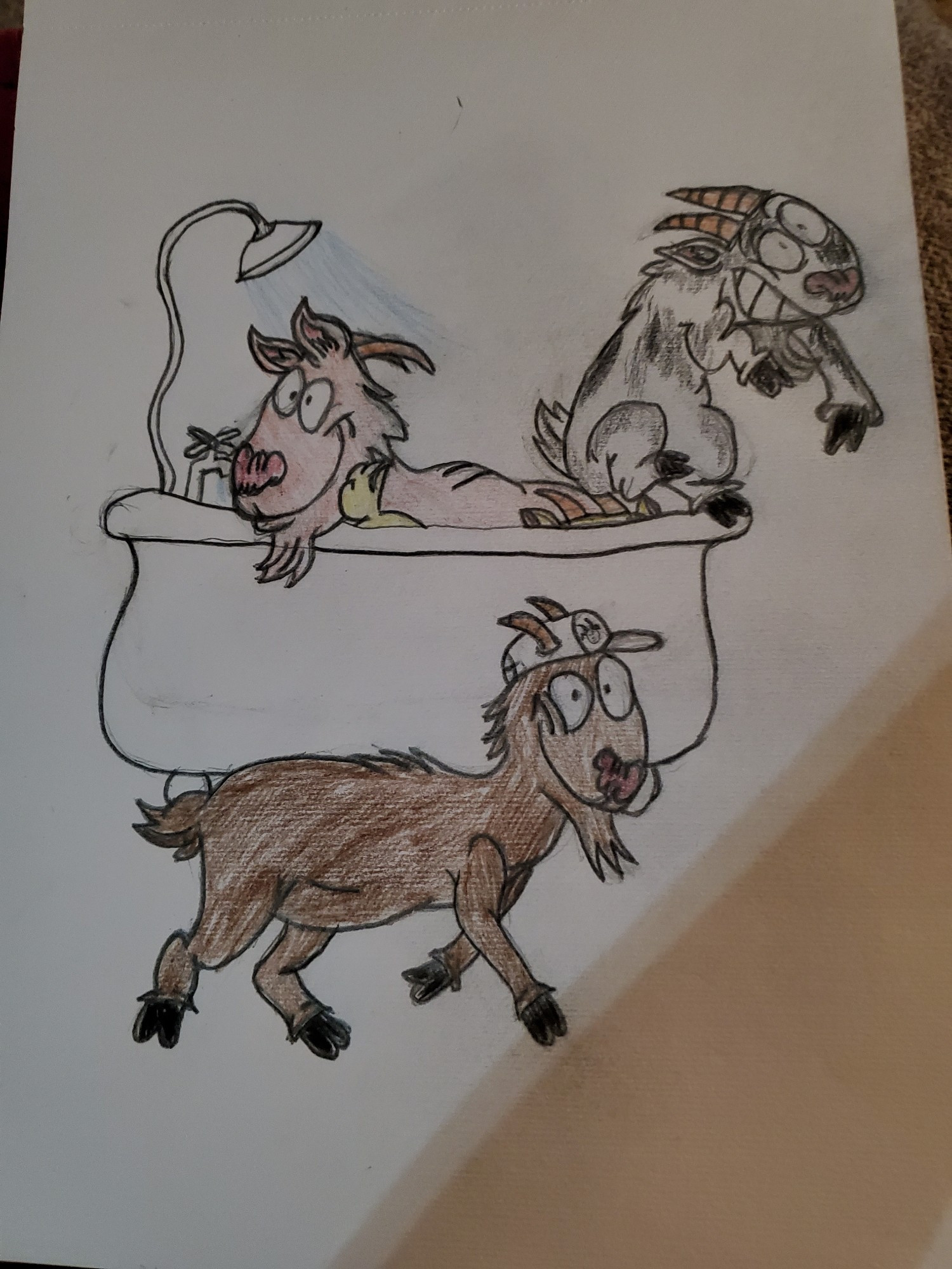 Drawing of Goats in a bathtub