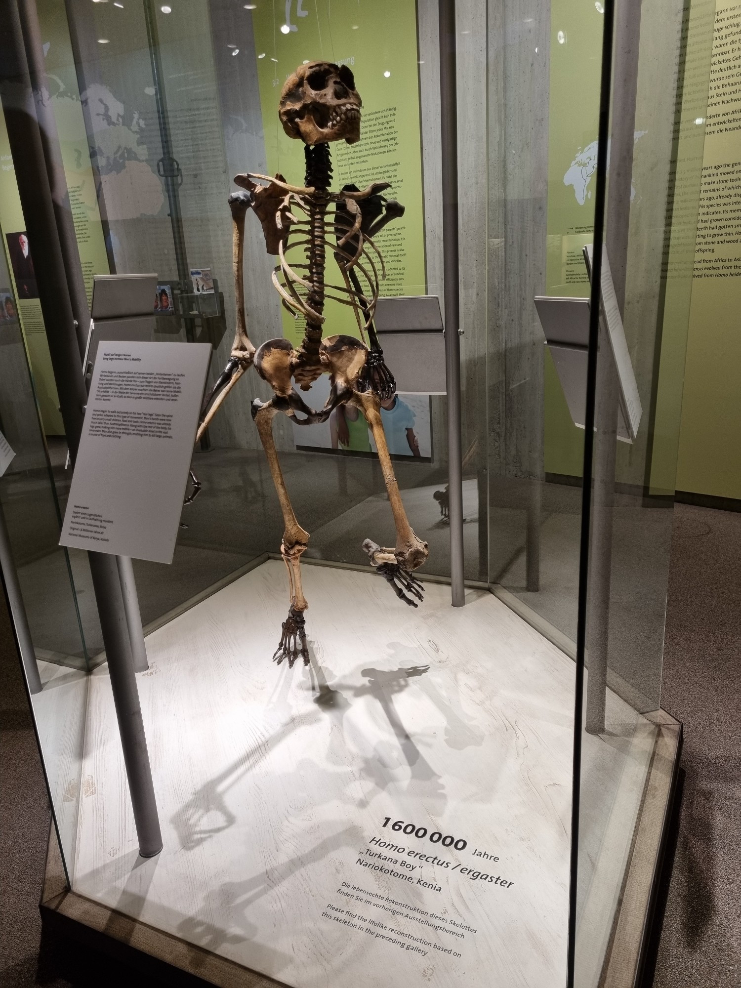 Skeletal reconstruction of the Homo erectus "Turkana boy" standing in a glass box.