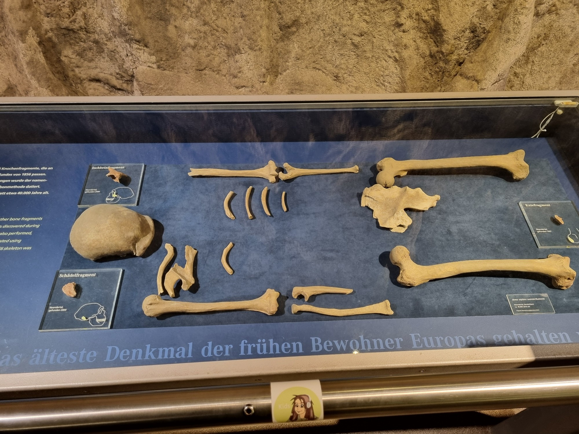 Replica of the original neanderthal find.