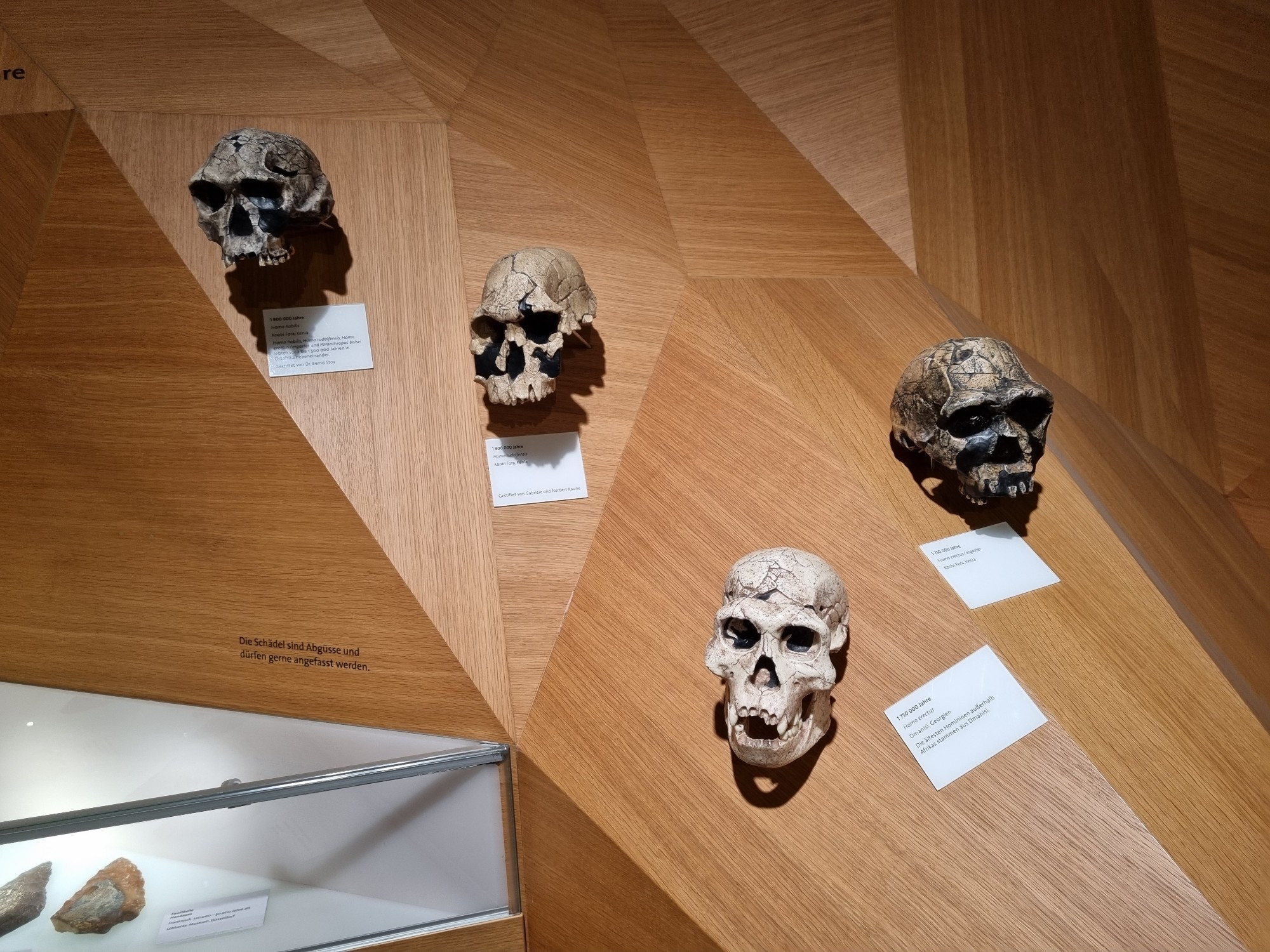 Casts of hominin skulls at a wooden wall.