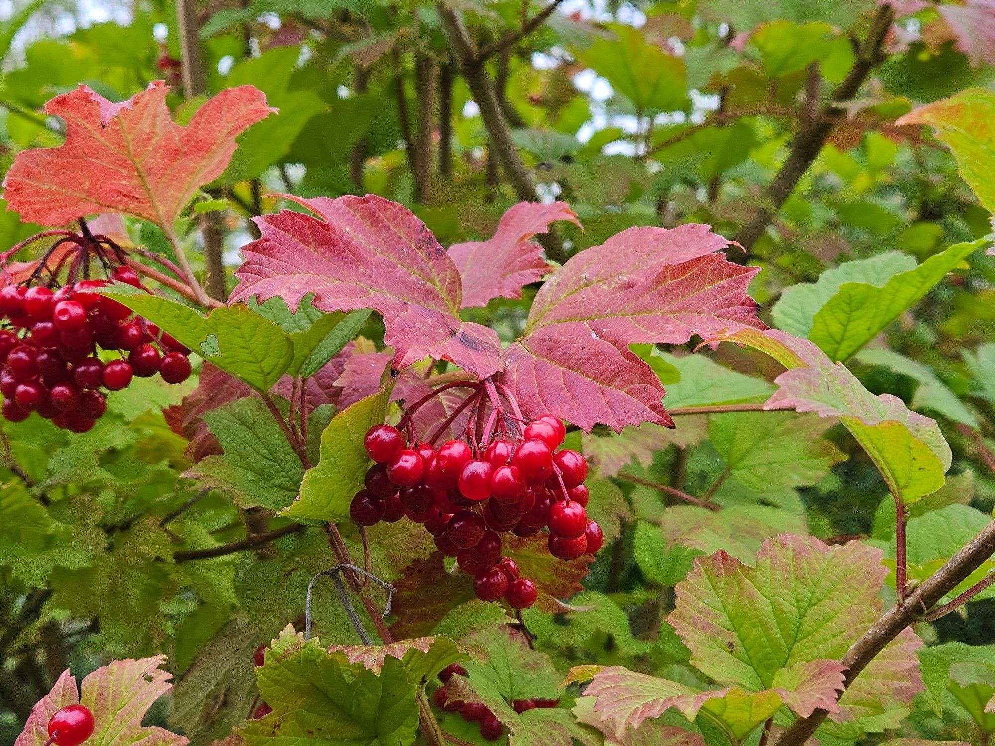 Bright red berries and green/reddish leaves of the shrub called guelder-rose