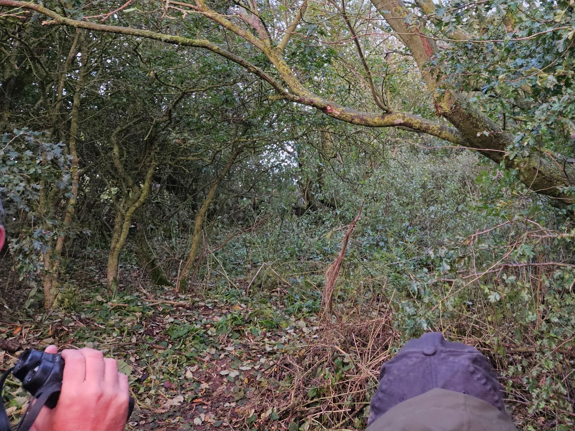 Photo of dense vegetation where a skulky warbler was hiding (but not seen in this photo)