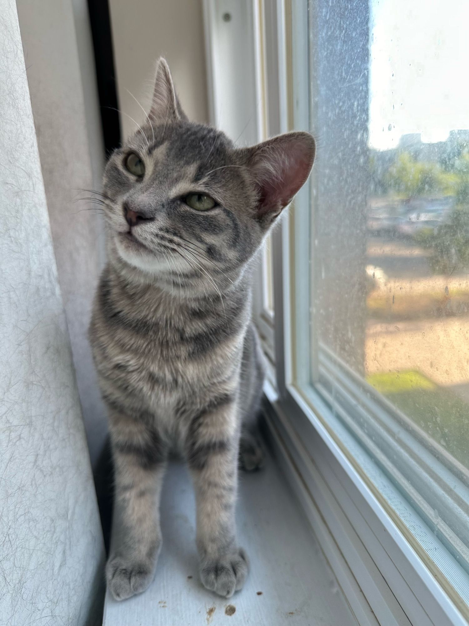 Picture of a young, female, grey tabby cat. She is sitting in front of a window and looking up at the top left of the picture at something out of frame.