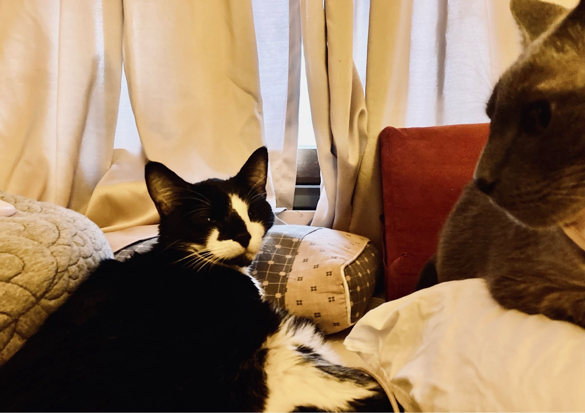 Beautiful tuxedo kitty Fig is sprawled among an eclectic pile of cushions and blue point Siamese is roosting on my pillow.