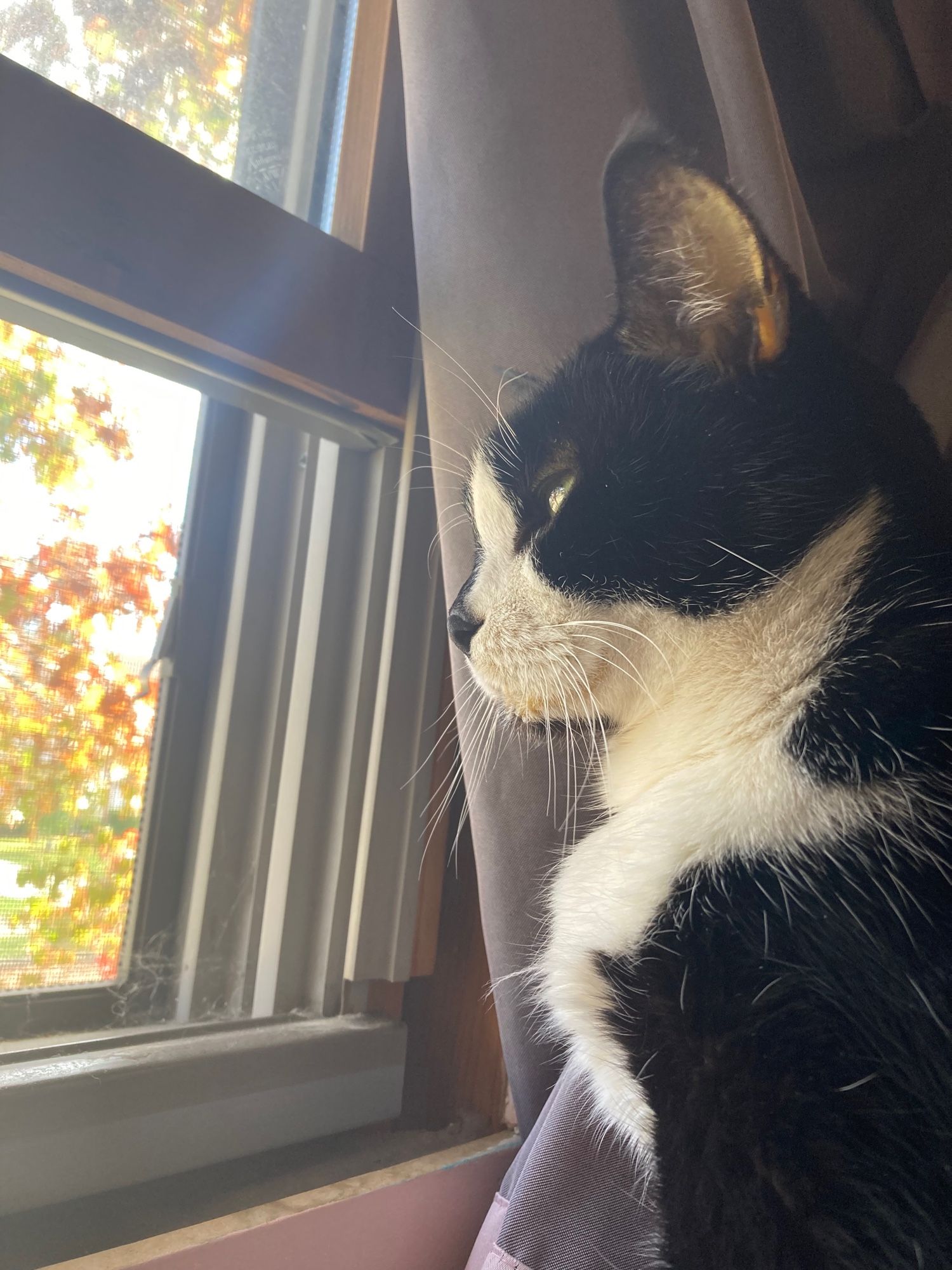 Beautiful green-eyed tuxedo kitty fig doing his hedgewatch on a sunny autumn day. The window is framed with pink curtains and autumn tree foliage can be seen outside.