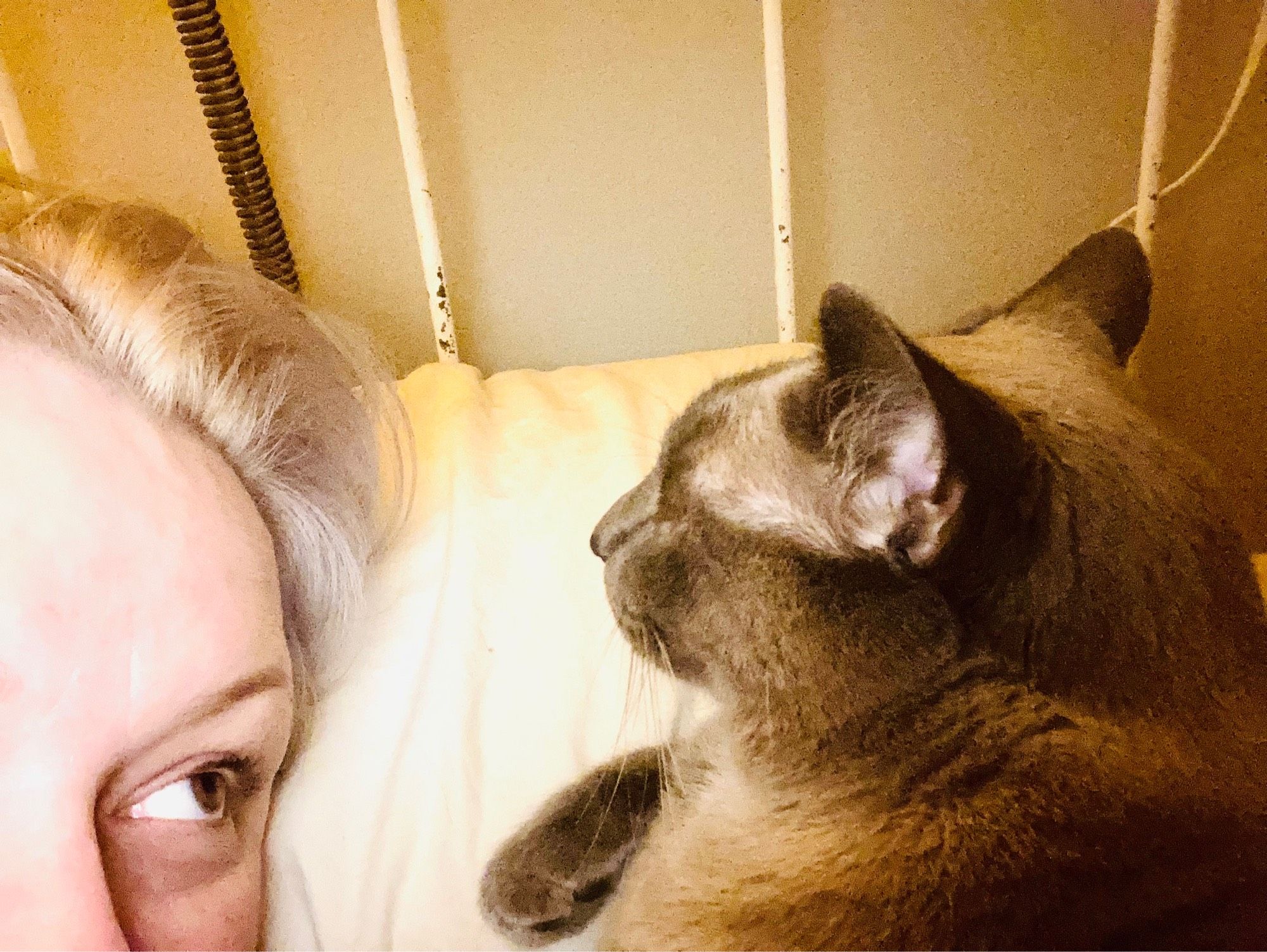 Aerial shot of blue point Siamese Sven curled up on the pillow next to my head. I’m giving him some serious side-eye. Tuxedo kitty Fig not pictured.