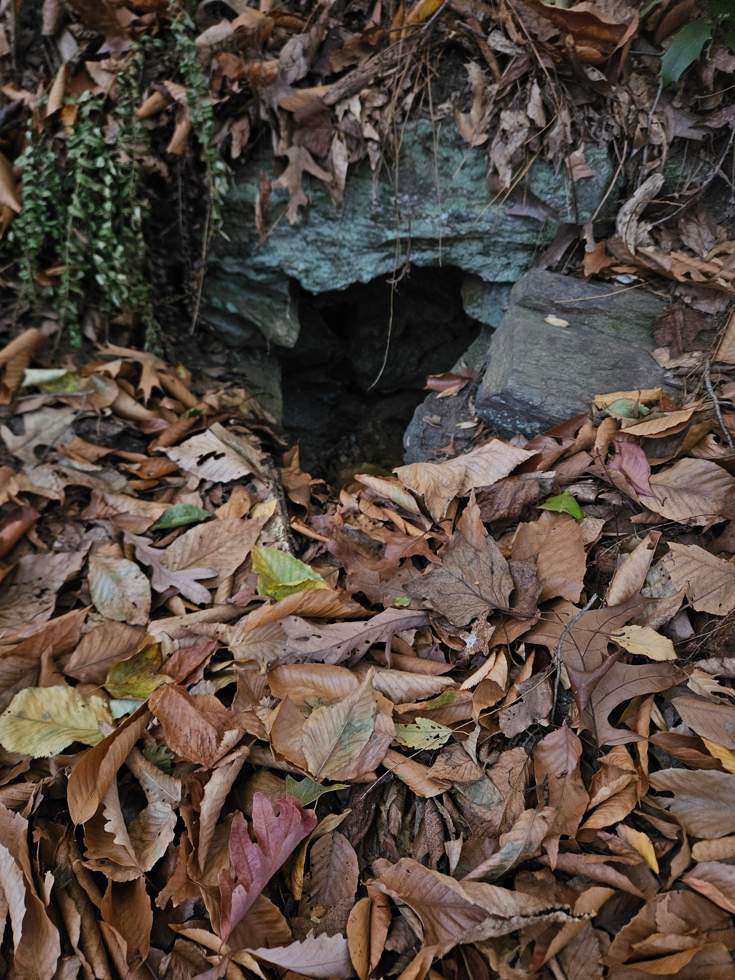 Small cave in the midst of fallen brown leaves.