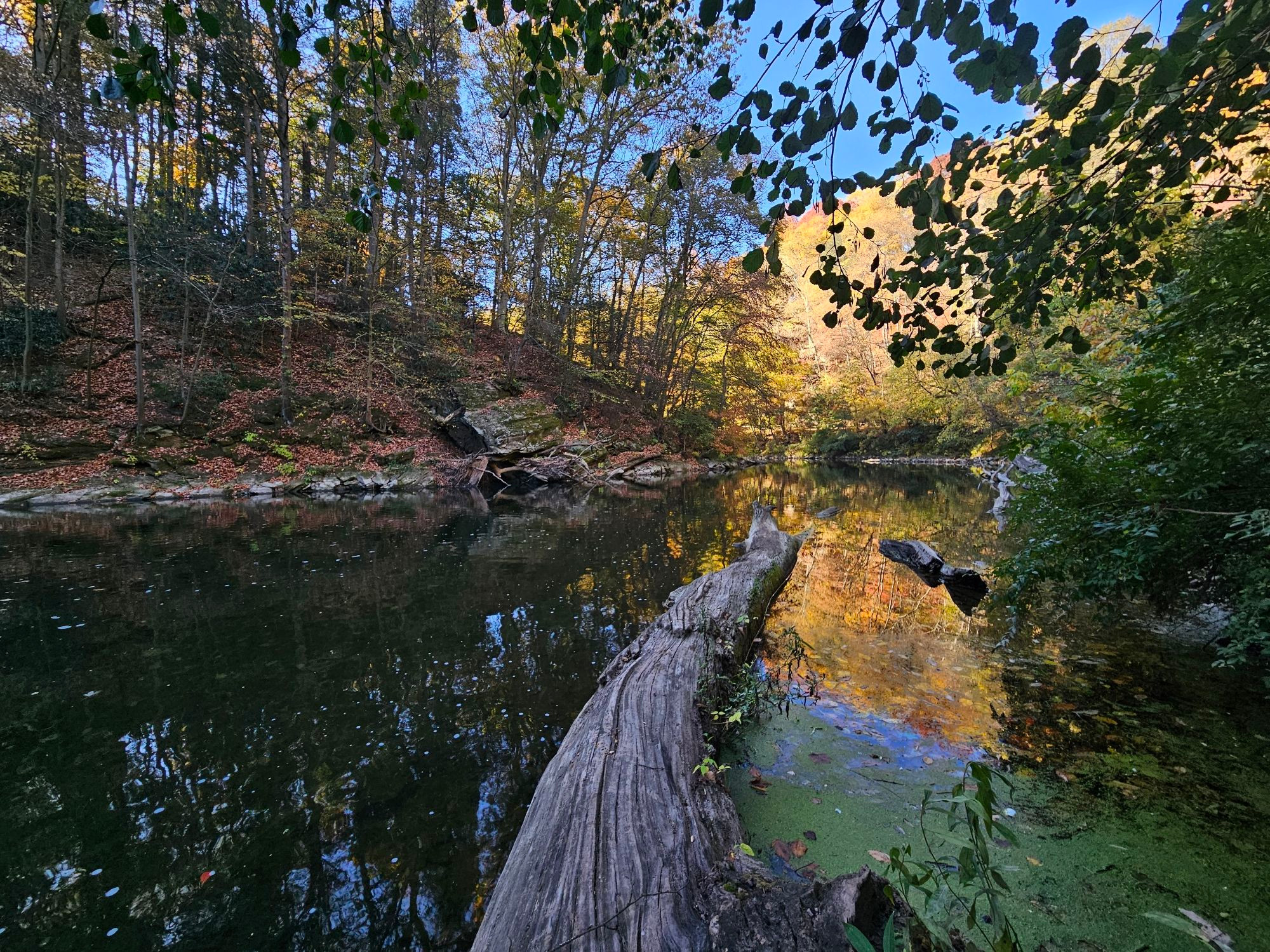 Log jutting out from the shore into a large creek surrounded by trees.