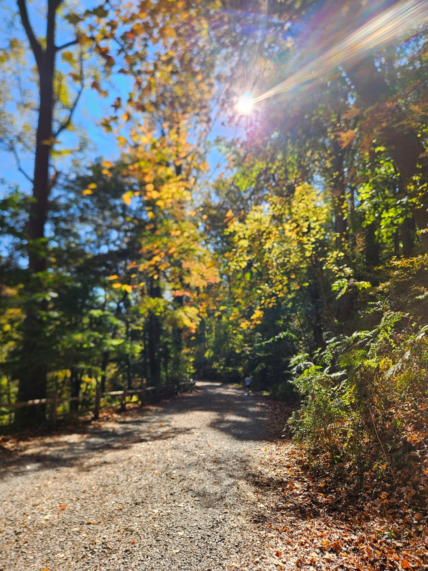 Gravel trail on a sunny fall day. Light is filtering through bright yellow leaves.