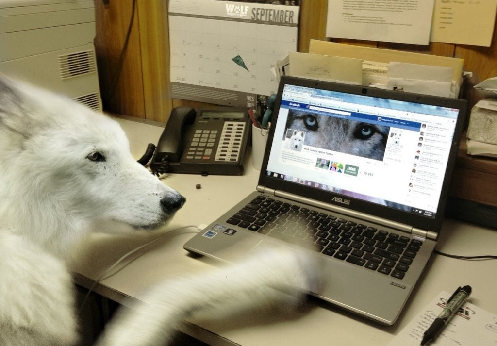 Wolf typing on a computer.