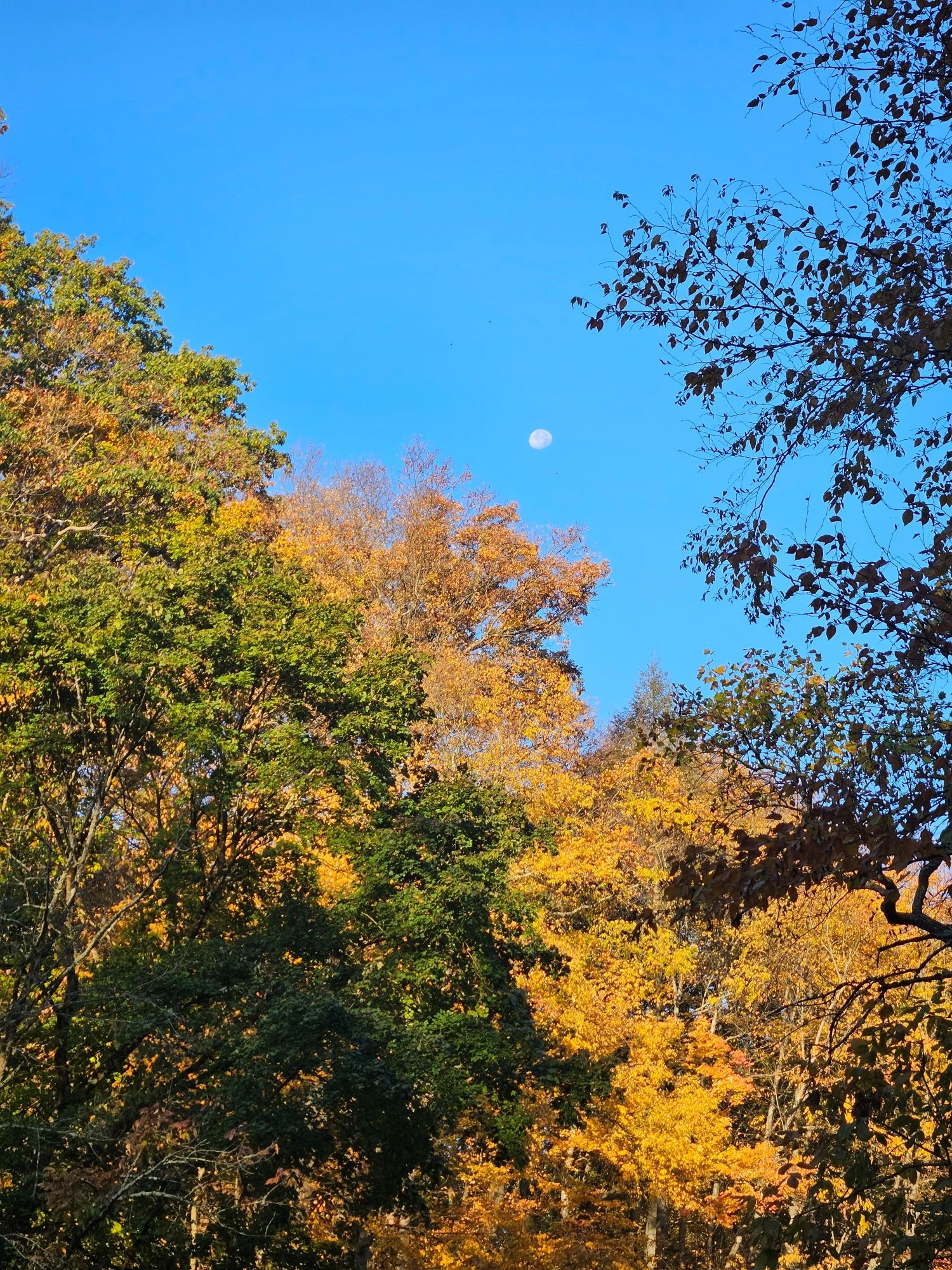 Yellow leaved tres under the moon in a blue sky.