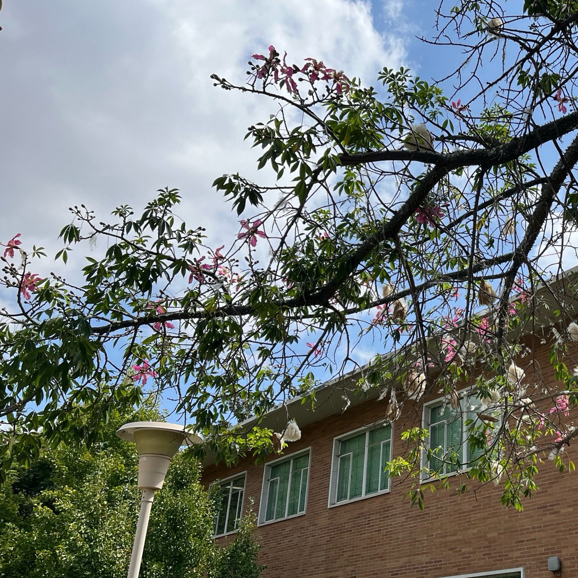 Silk floss tree with pink flowers and white foof with a brick building and a white light in the background