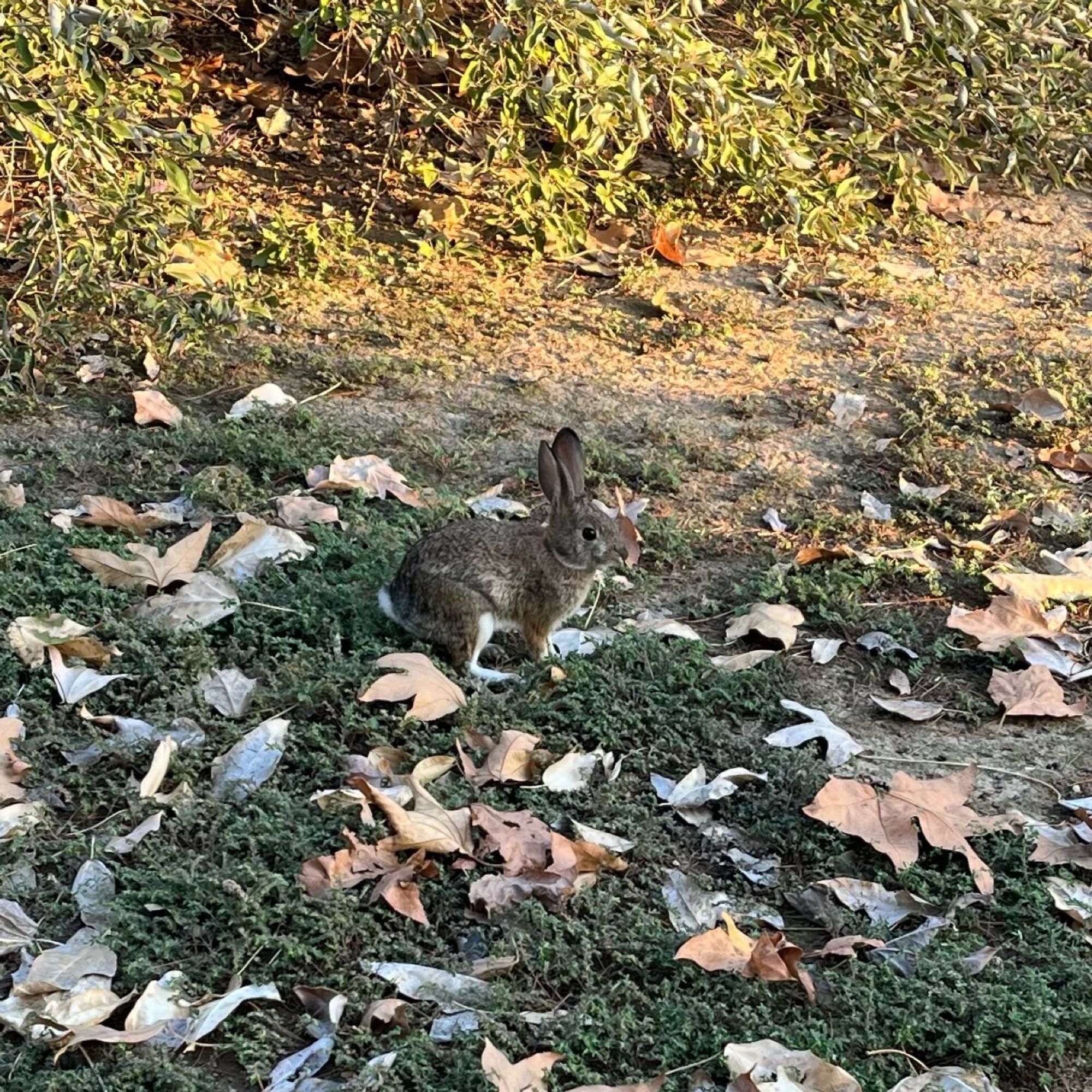 Bunny with leaves and weeds and a green bush.