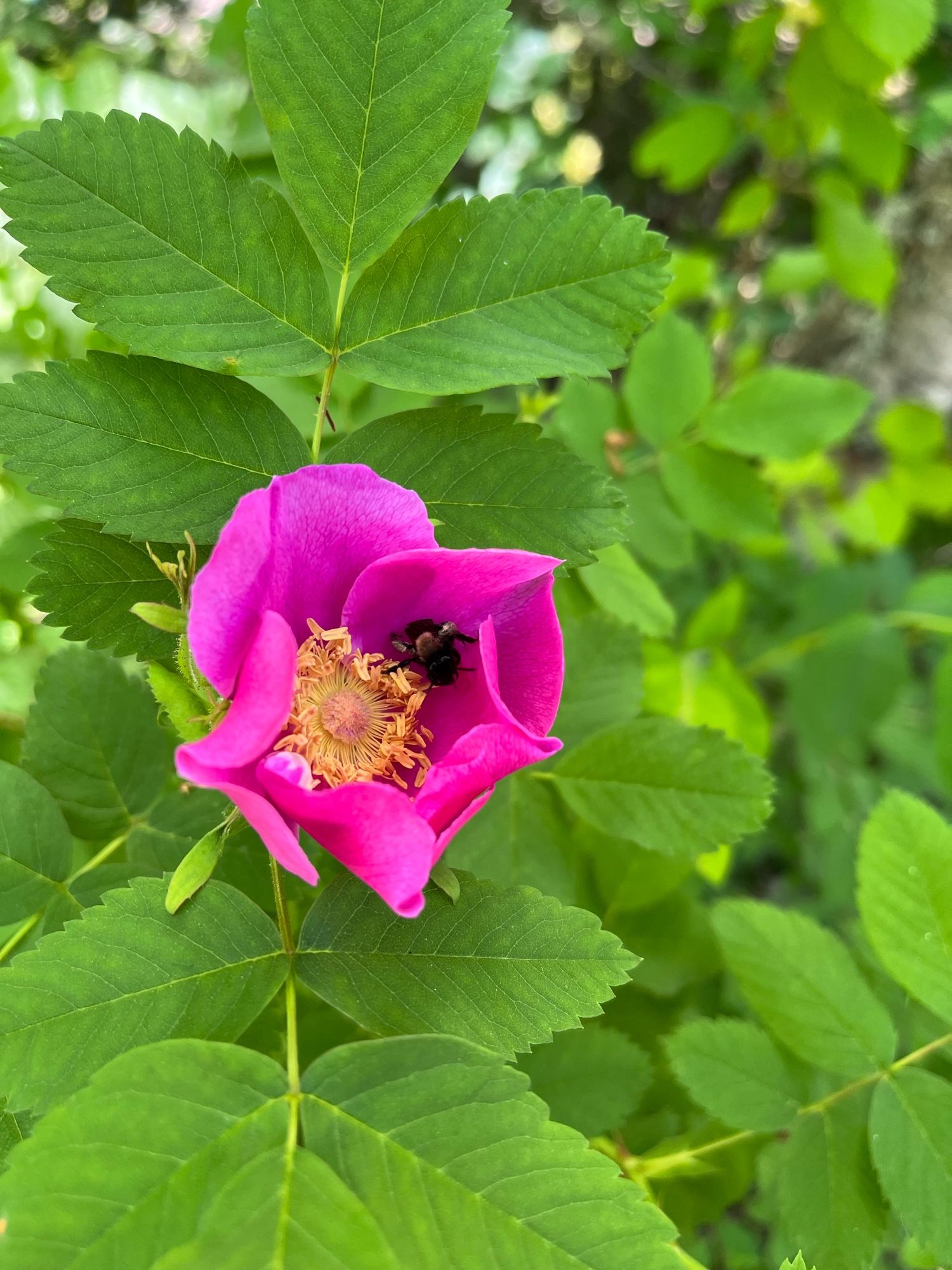 Bee in a pink flower